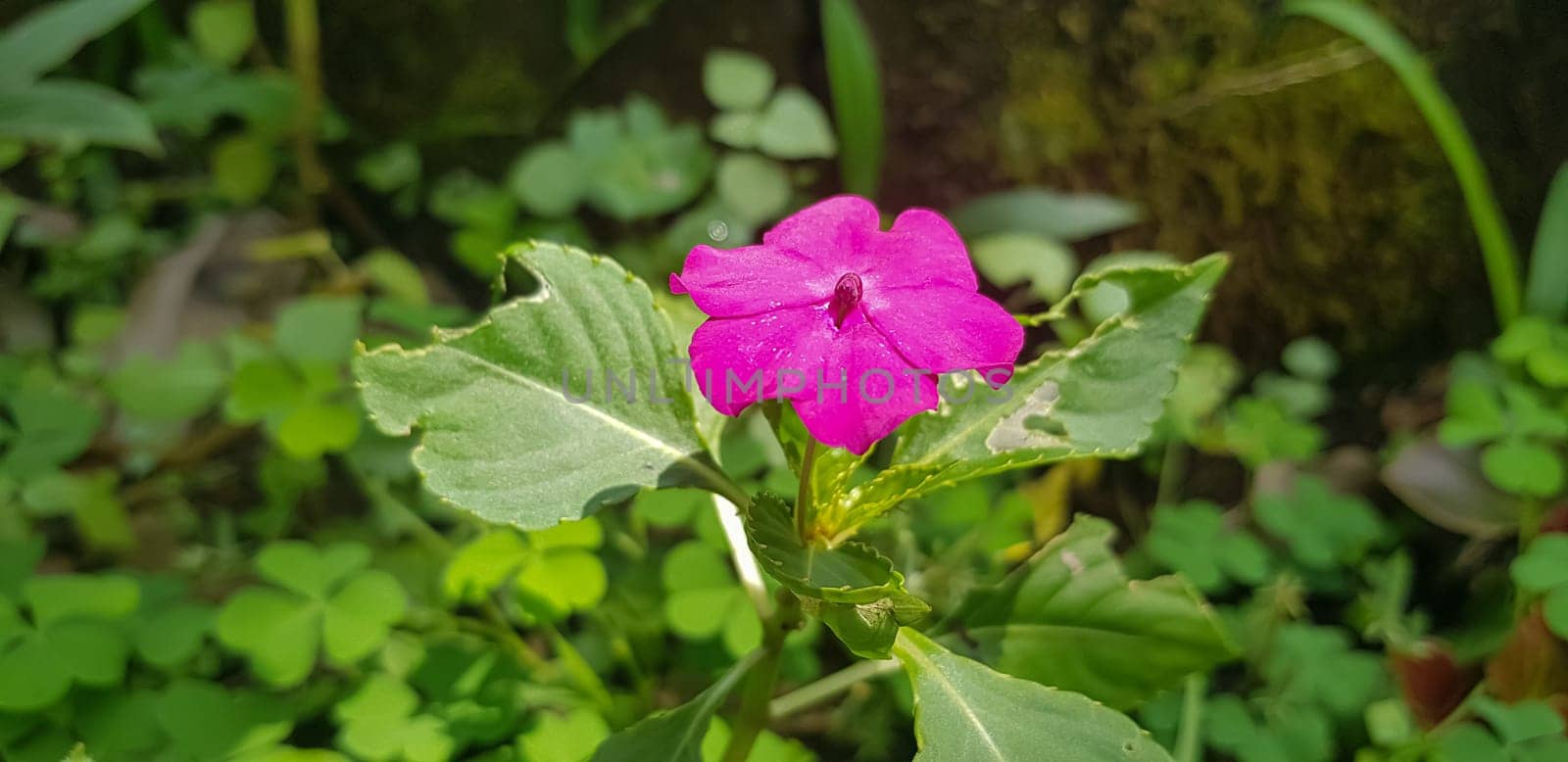 Busy Lizzie (Impatiens Walleriana) also known as Balsam, Sultana or Impatiens in Asia, Central Java Indonesia