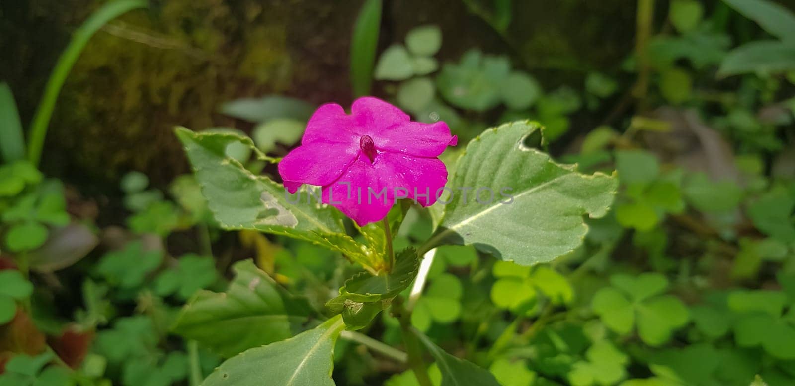 Busy Lizzie (Impatiens Walleriana) also known as Balsam, Sultana or Impatiens in Asia, Central Java Indonesia
