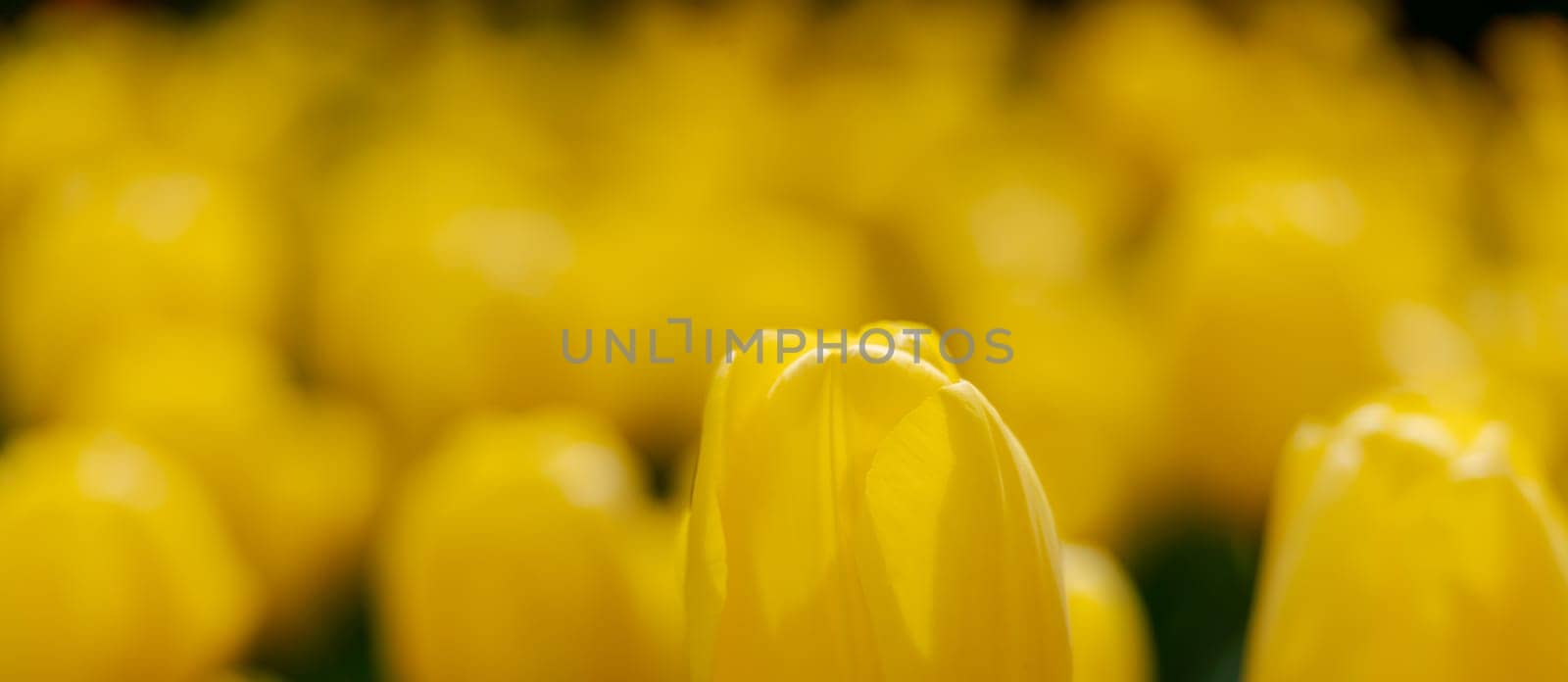 Yellow tulips spring blossoming , bokeh flower background, pastel and soft floral card, selective focus by Matiunina