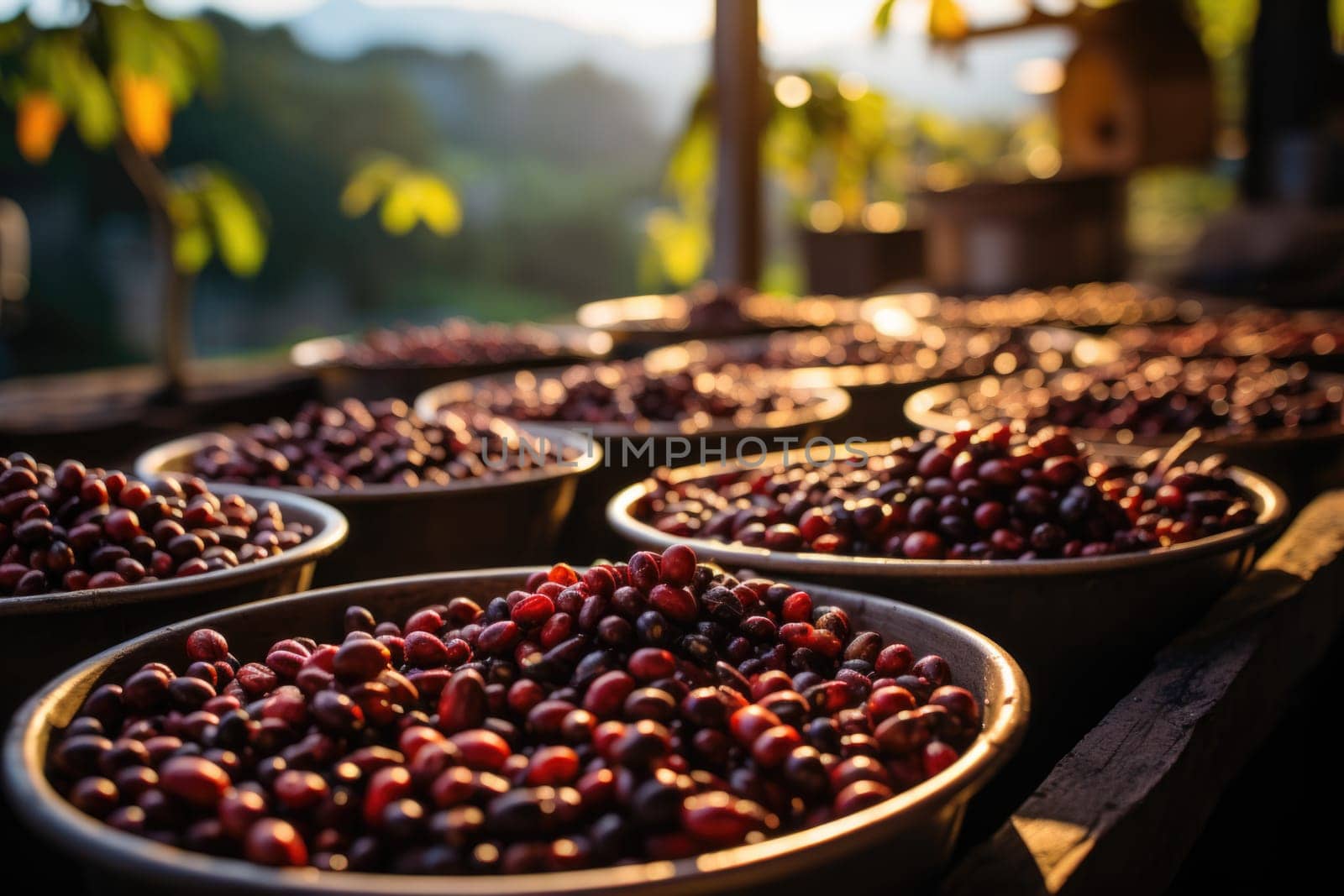 The collected fresh coffee lies in large plates under the rays of the sun.