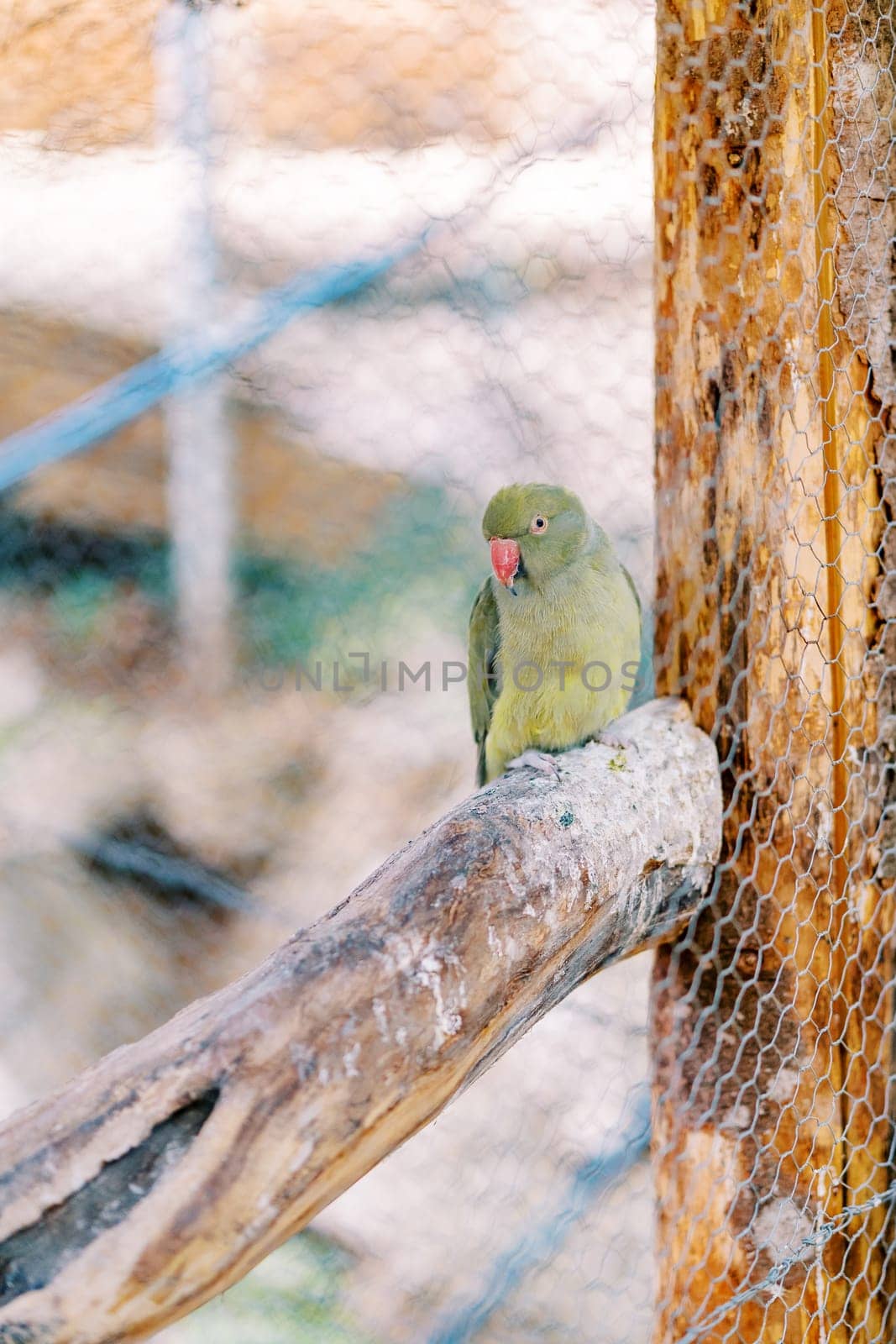 Little green Kramer parrot sitting on a branch in a cage at the zoo by Nadtochiy