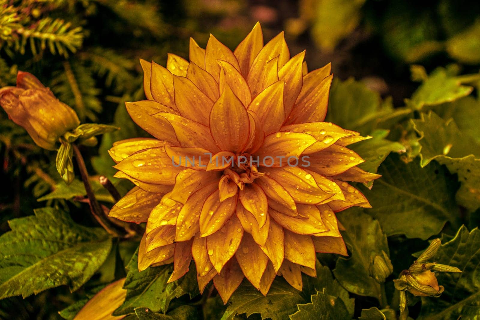 Deep yellow Dahia with water drops background wallpaper by gena_wells