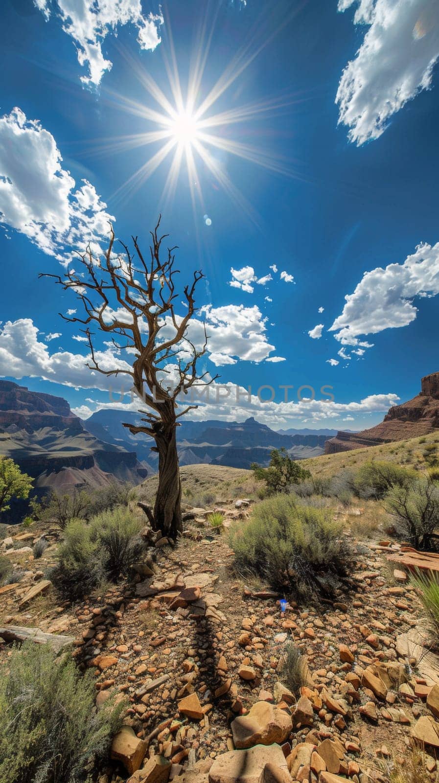 A lone tree in a desert area with the sun shining