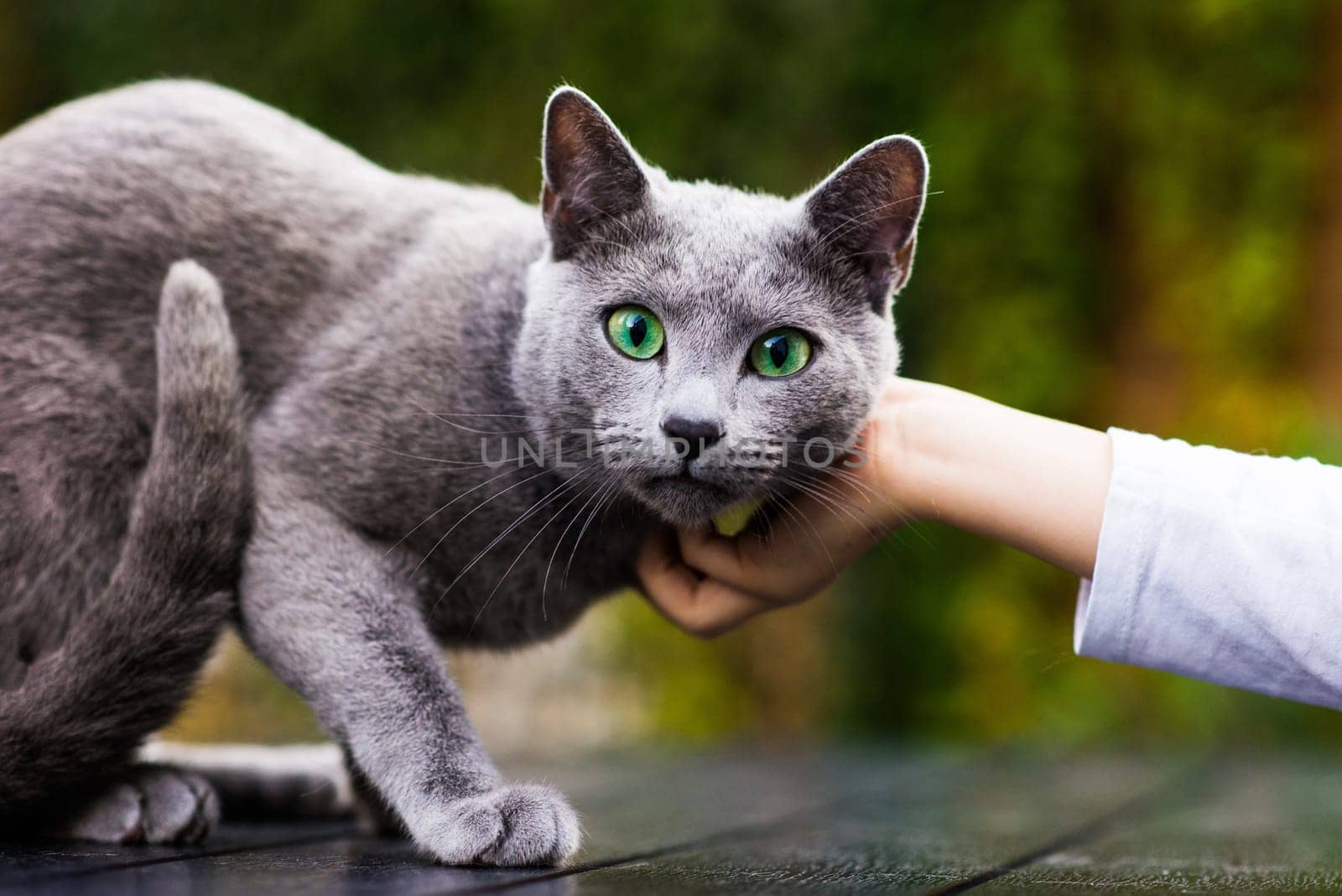 Blue cat sitting on wooden table with green background, sitting in a garden.