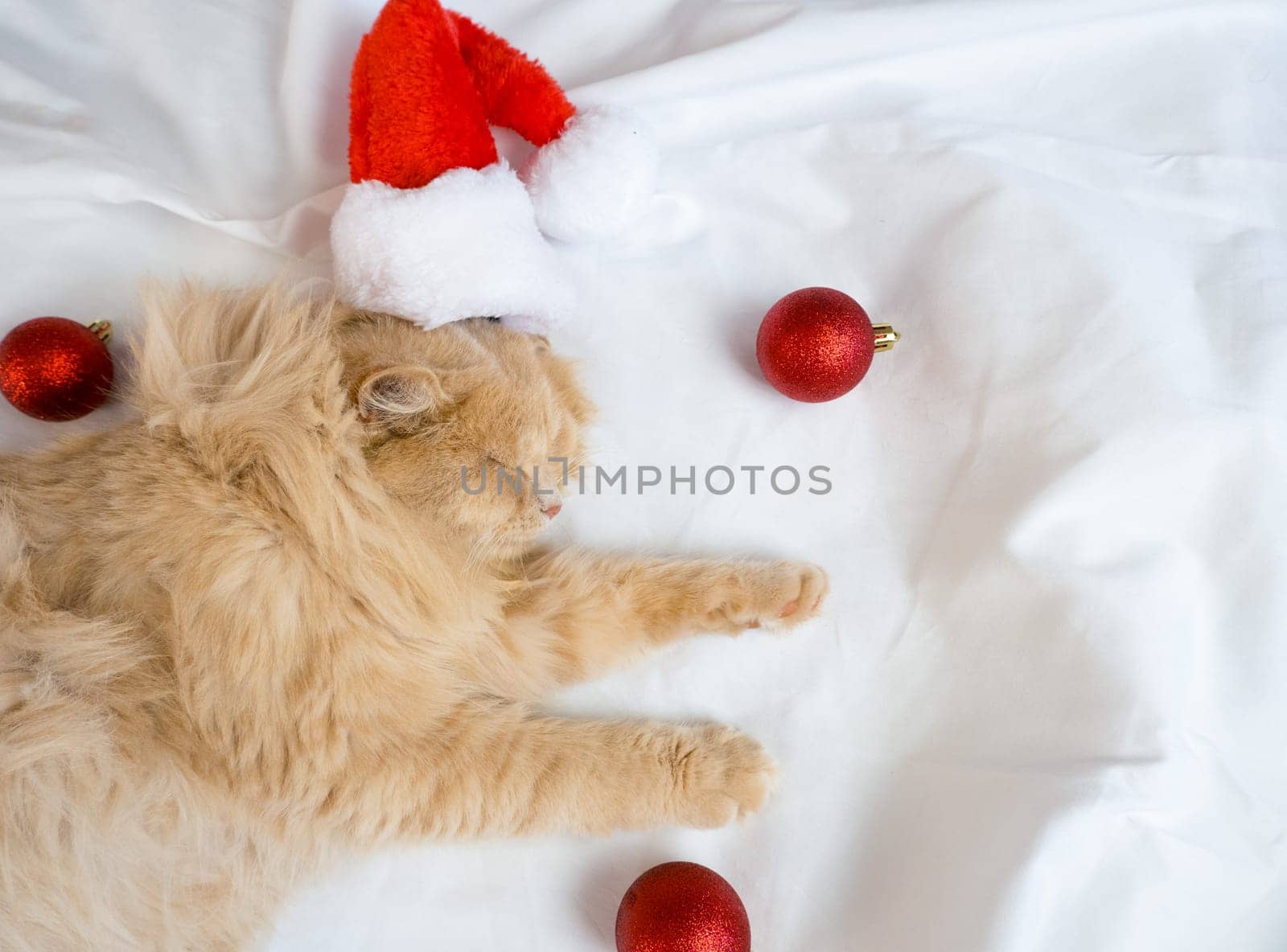 Close-up of a red fluffy cat in a Santa Claus hat sleeps in a white bed with red Christmas balls.