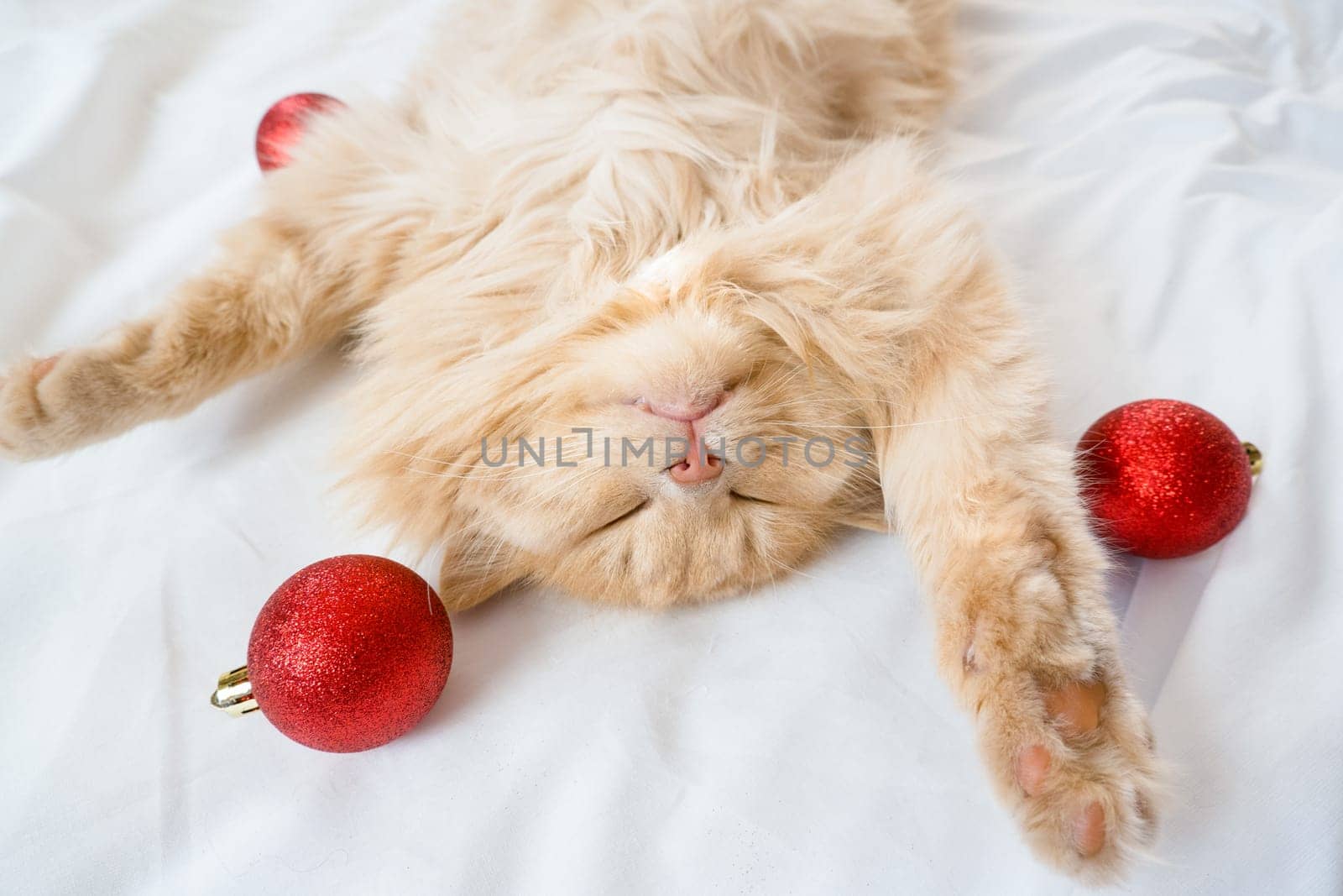 Close-up of a red fluffy cat sleeping on its back in a white bed with red Christmas balls.