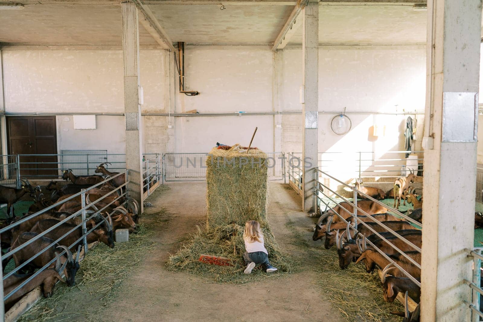 Little girl rakes hay while squatting next to a haystack on a farm with goats in pens. Back view by Nadtochiy