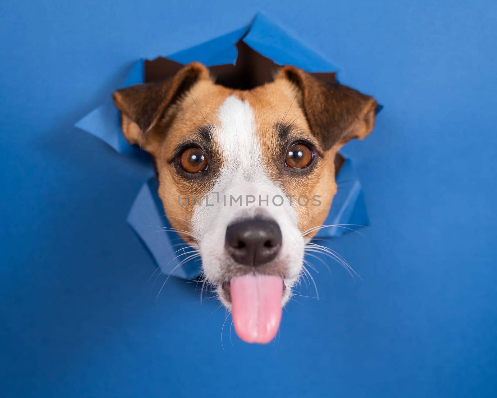 Funny dog jack russell terrier leans out of a hole in a paper blue background
