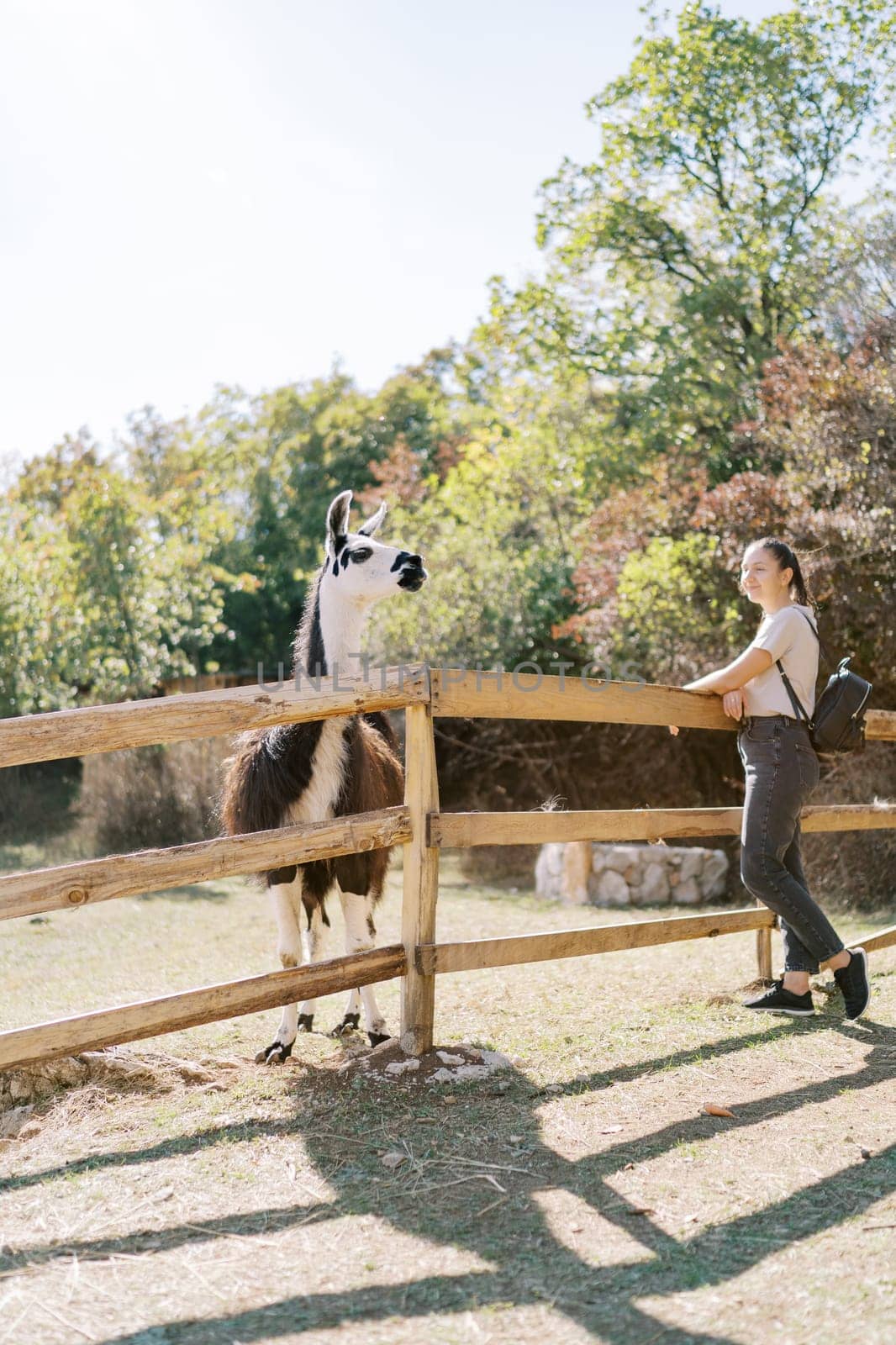 Young woman stands leaning on the wooden fence of the pen and looks at the llama. High quality photo