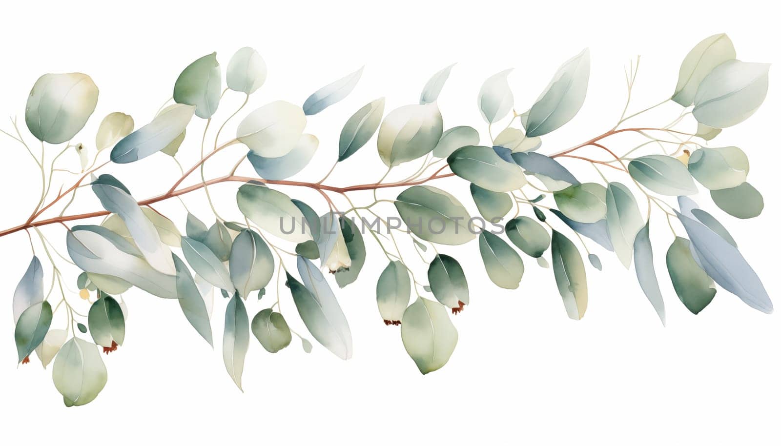 Watercolor Eucalyptus by Nadtochiy