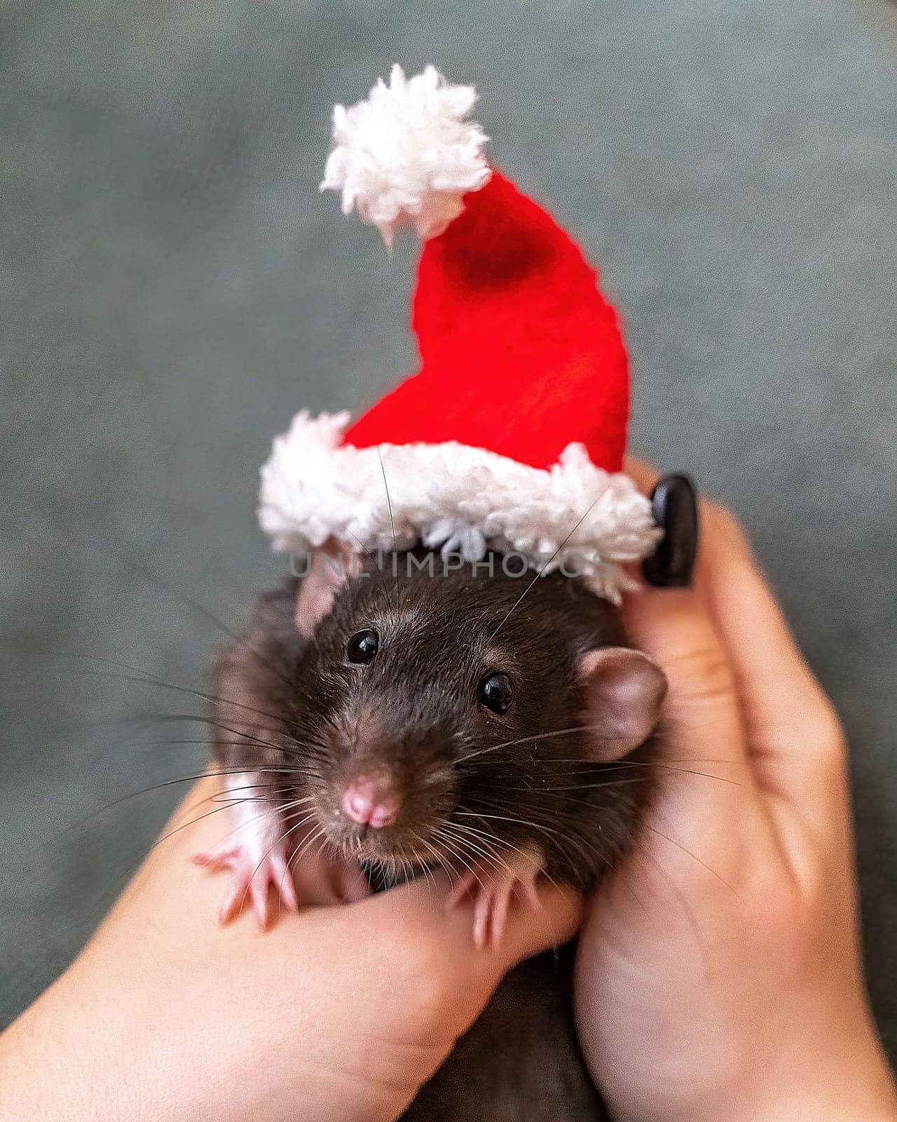 Rat Santa hat. Symbol of the Chinese New Year. Funny black rat Dumbo in a red santa checker on a green background