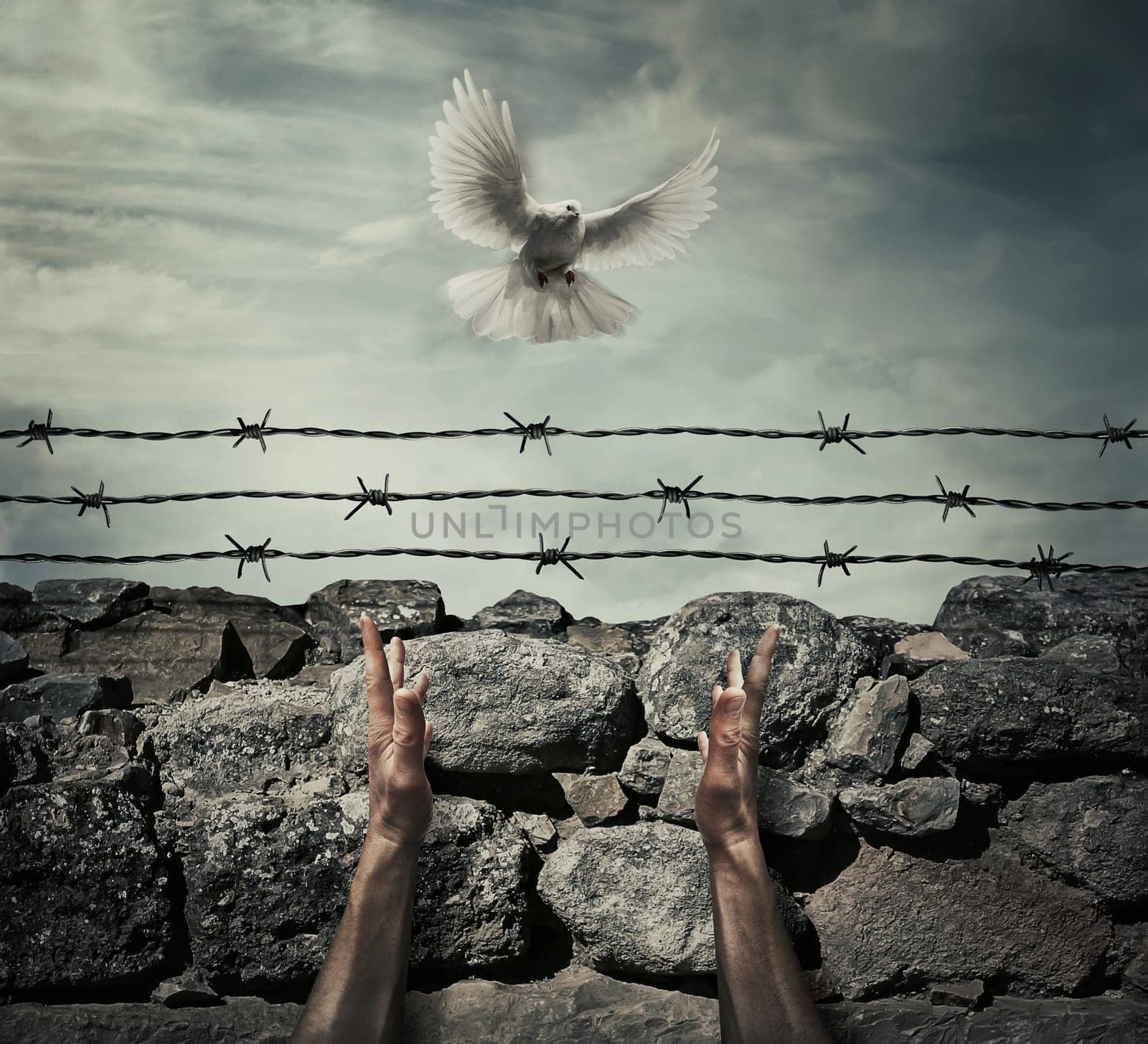 Man arms on a stone wall fence background with barbed wire on top as a convict in a prison rise hands to the sky on a flying pigeon. Need forgiveness, liberation and pacification concept.