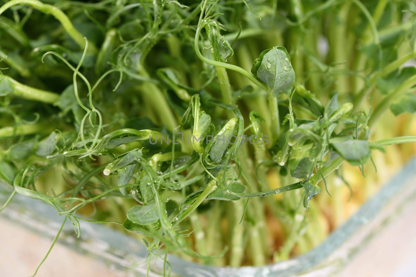 Sprouts of blue peas in a glass container, in dew. Eco-vegan bio-banner for a healthy way of living. Green natural texture background. Close-up.