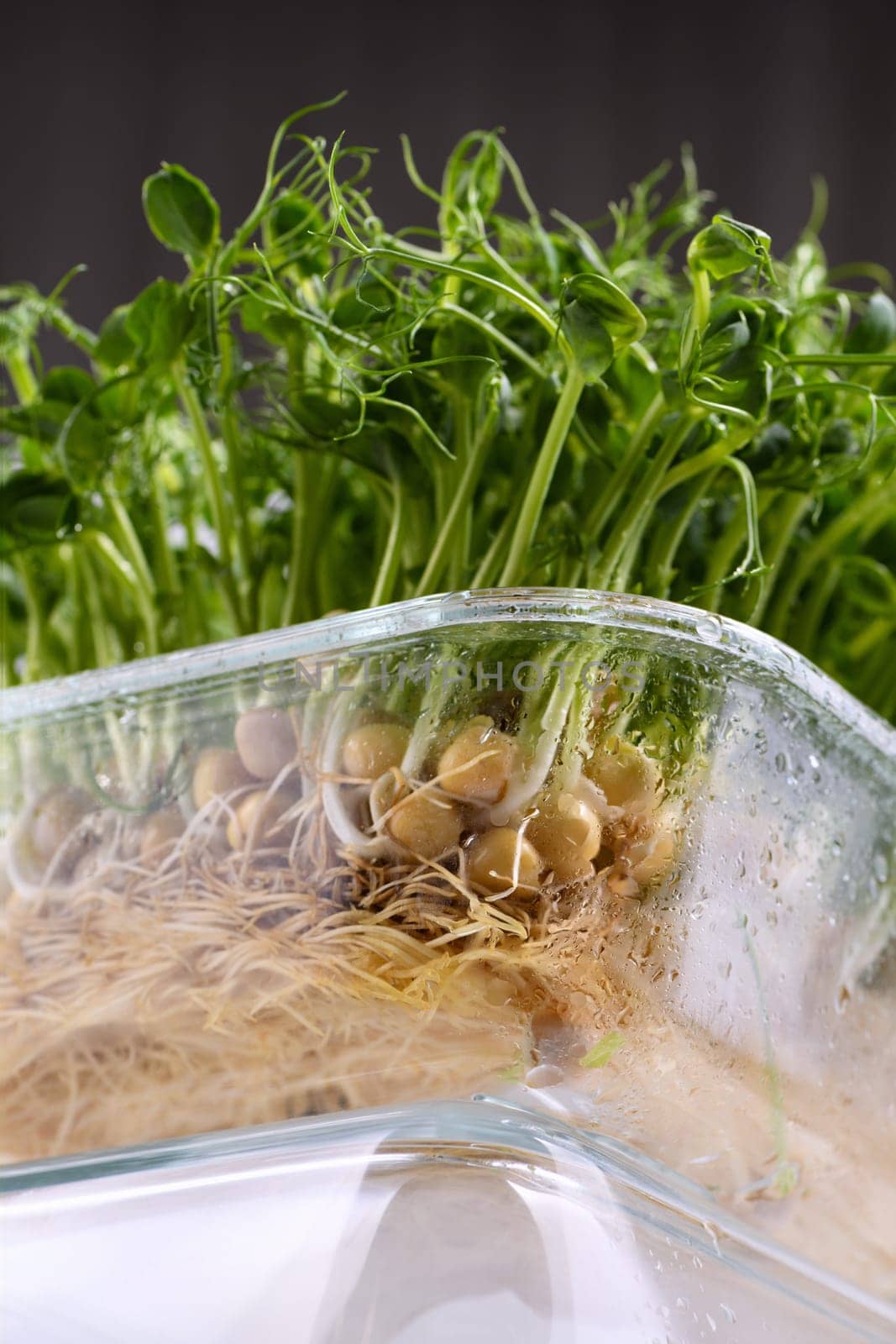 Sprouts of blue peas in a glass container, in dew. Eco-vegan bio-banner for a healthy way of living. Green natural texture background. Close-up.