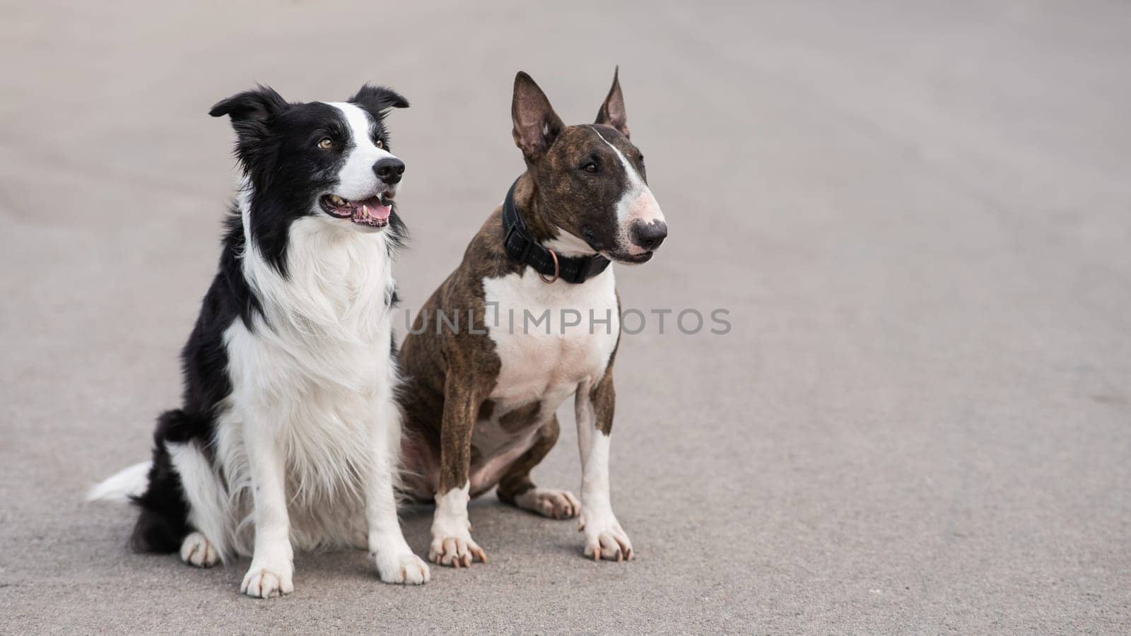 Black and white border collie and brindle bull terrier sit on a walk. by mrwed54