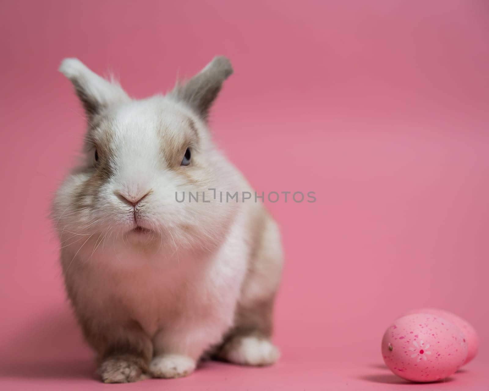 Easter Bunny on a pink background with a painted egg
