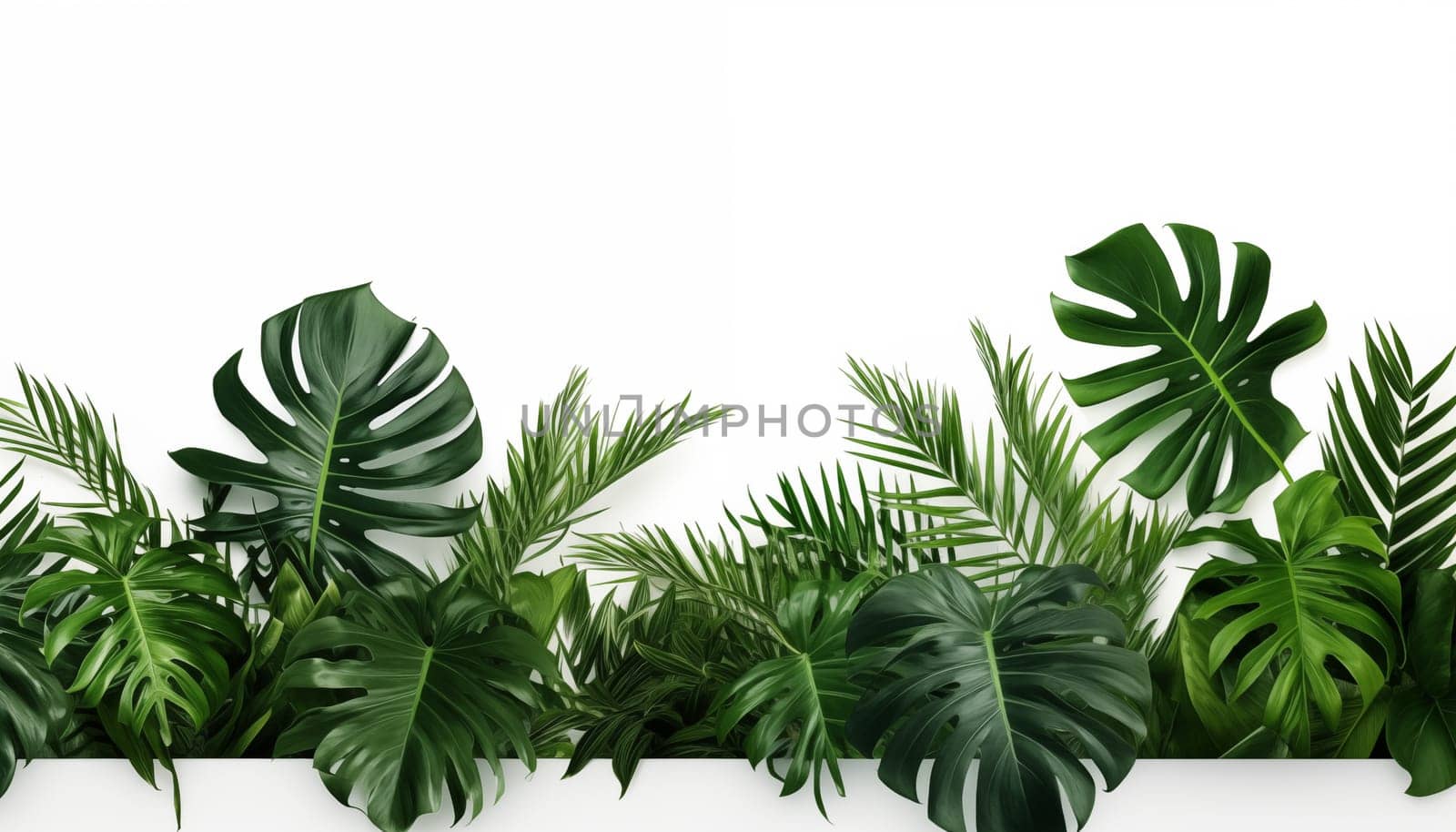 Jungle green leaves, white background, isolated. High quality photo