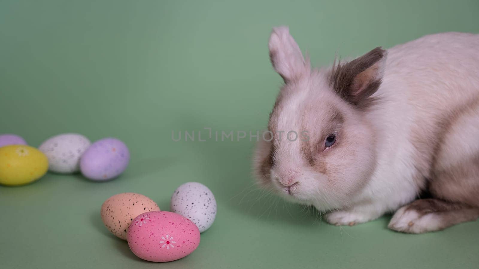 Easter Bunny on a green background with colorful painted eggs. by mrwed54