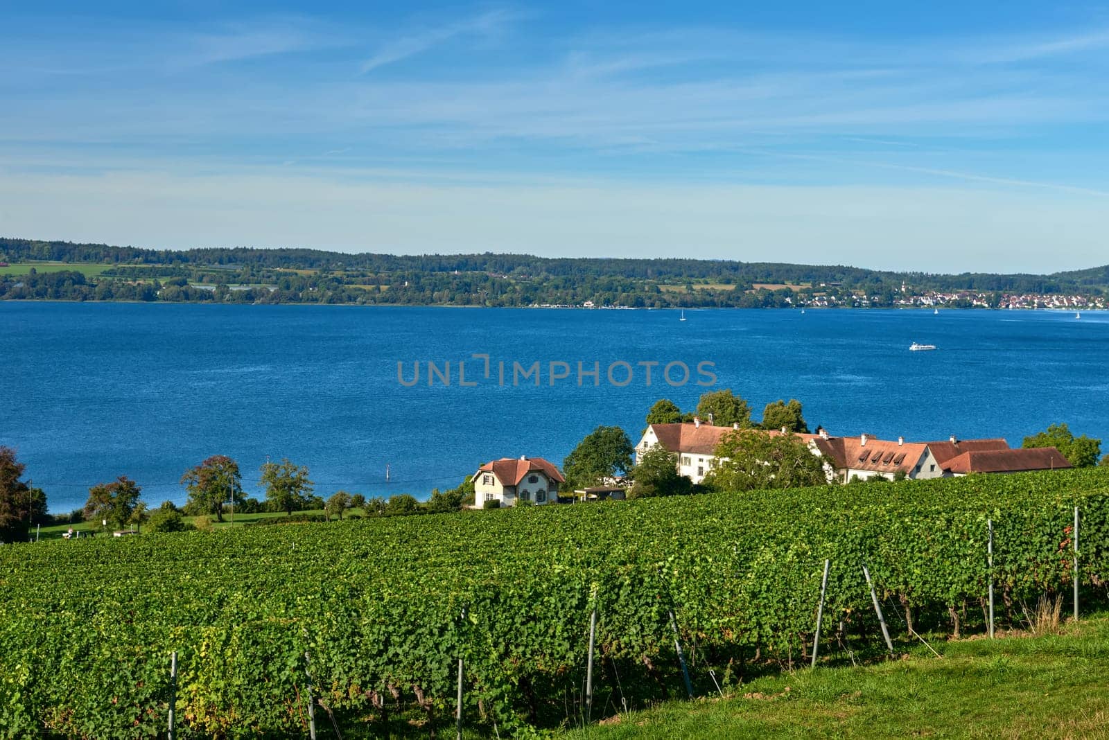 Bodensee Panorama: Alps on the Horizon, Vineyards, and Pastoral Beauty. Alpine Horizon: Bodensee, Vineyards, and Quaint Villages in the German Countryside. Vineyard Vistas: Bodensee, Alpine Peaks, and the Rural Charm of German Agriculture. Rural Tranquility: Bodensee Overlooking Pastures, Vineyards, and Traditional Villages by Andrii_Ko