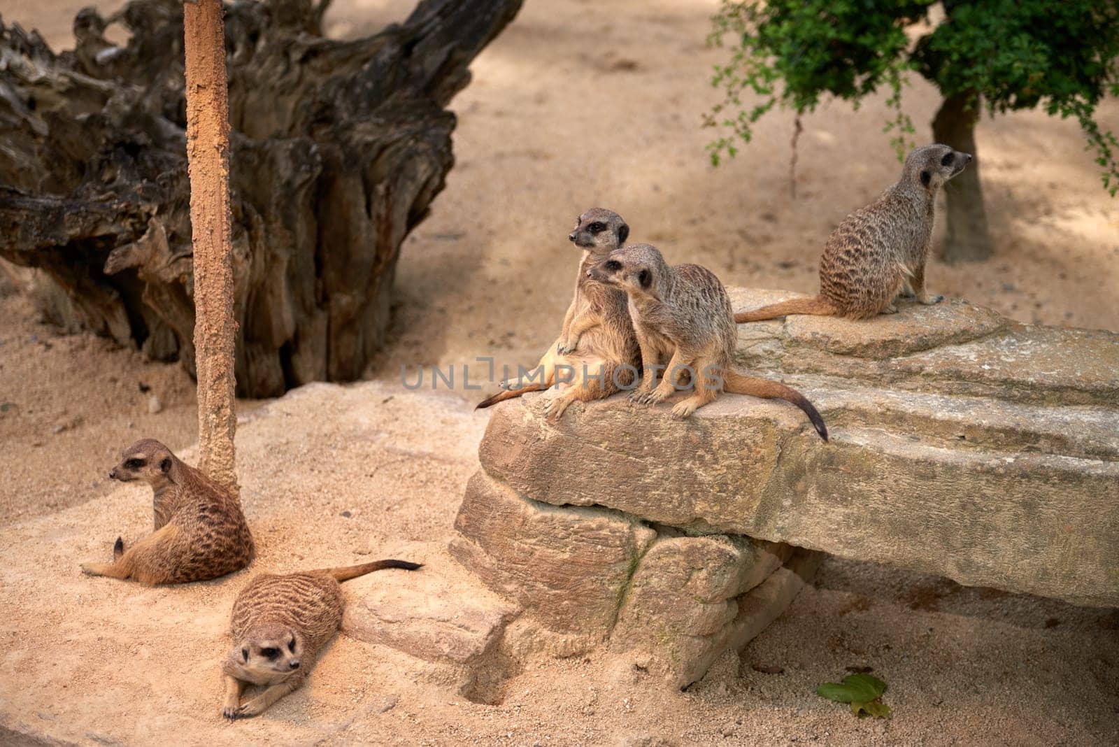 Meerkats' Oasis in the Heart of the Zoo. Enchanting Meerkats. Zoo Marvels: Enchanting Meerkats in Captivity. Playful Meerkats Thriving in the Zoo Environment. Zoo Delights: Up-Close Encounters with the Charming Meerkats. Wild Wonders: Meerkats' Oasis in the Heart of the Zoo. Zoo Exploration: Discovering the Fascinating Lives of Meerkats Exploring the Savanna Landscape. Playful Meerkats in the African Sun. Guardians of the Desert: Meerkats Standing Tall. Adorable Meerkats in Action Safari. by Andrii_Ko