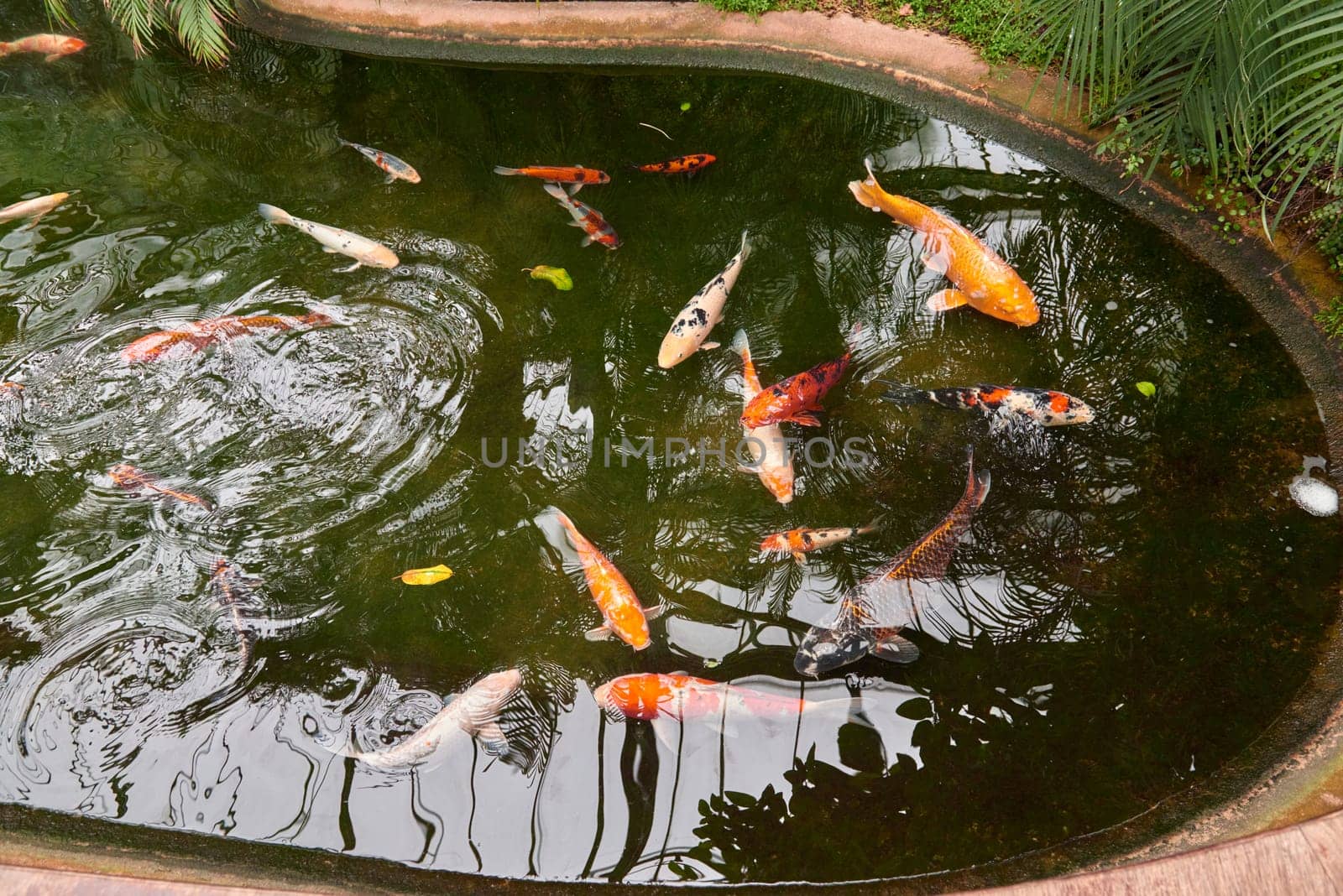Majestic Japanese Koi Fish Swimming in Pond at Greenhouse. Japanese Carp Gracefully Gliding in Greenhouse Pond. Tranquil Japanese Koi Fish Pond in Greenhouse Oasis. Exotic Japanese Koi Fish in Ornamental Greenhouse Pond. Vibrant Japanese Koi Fish Swimming in Greenhouse Pond. by Andrii_Ko