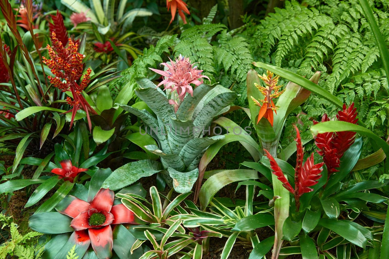 Aechmea Elegance: Discovering the Beauty of Bromeliads. The vibrant Aechmea, a tropical bromeliad plant, boasts exotic foliage and colorful blooms, making it a stunning addition to any indoor garden or houseplant collection. Its ornamental nature, with lush green leaves and vibrant flowers, adds a touch of tropical flair to indoor decor. Aechmea is a popular choice among enthusiasts of botany and botanical gardening, known for its tropical foliage and flowering prowess. Whether adorning a tropical garden or by Andrii_Ko