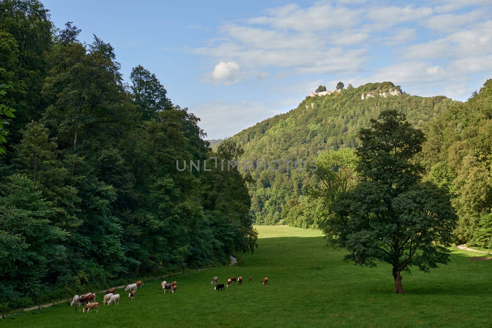 Panoramic shot of heard of sheep grazing on the green meadows with mountains in backdrop. Dramatic aerial view of idyllic rolling patchwork farmland with pretty wooded boundaries, lit in warm early evening sunshine. Sheep Grazing in Uracher Wasserfall Valley, Scenic German Landscape Exploration by Andrii_Ko