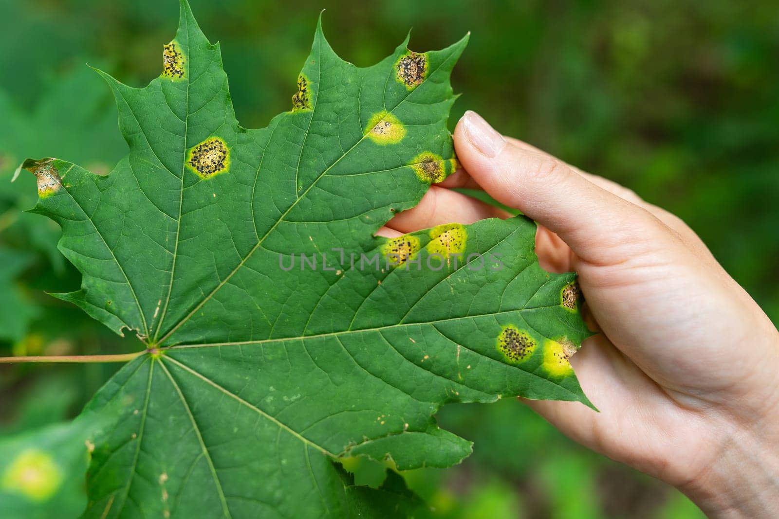 A diseased green maple leaf held by a hand against a blurred nature background