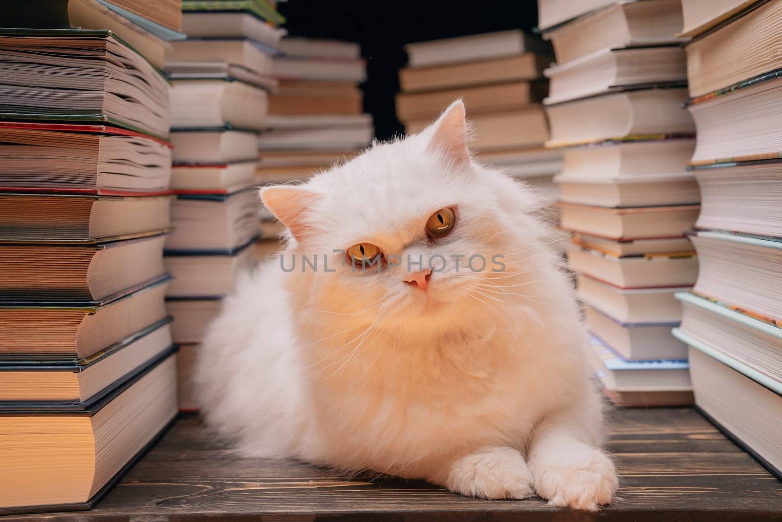 Clever beautiful white cat between books stacks in library. Domestic scientist kitty. Student pets, whisker in school. Smart animal. Education, science, knowledge concept. High quality