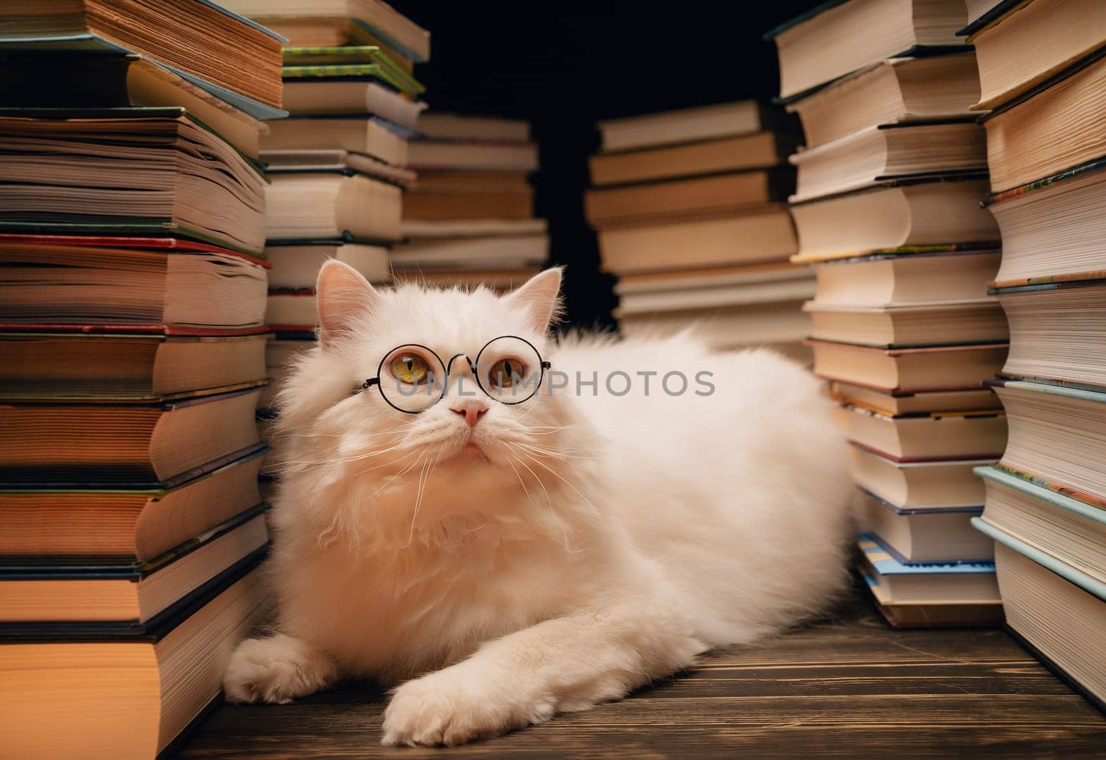 Portrait of fluffy cat in round glasses between books stacks in library. Domestic scientist kitty. Student pets, whisker in school. Smart animal. Education, science, knowledge concept. by kristina_kokhanova