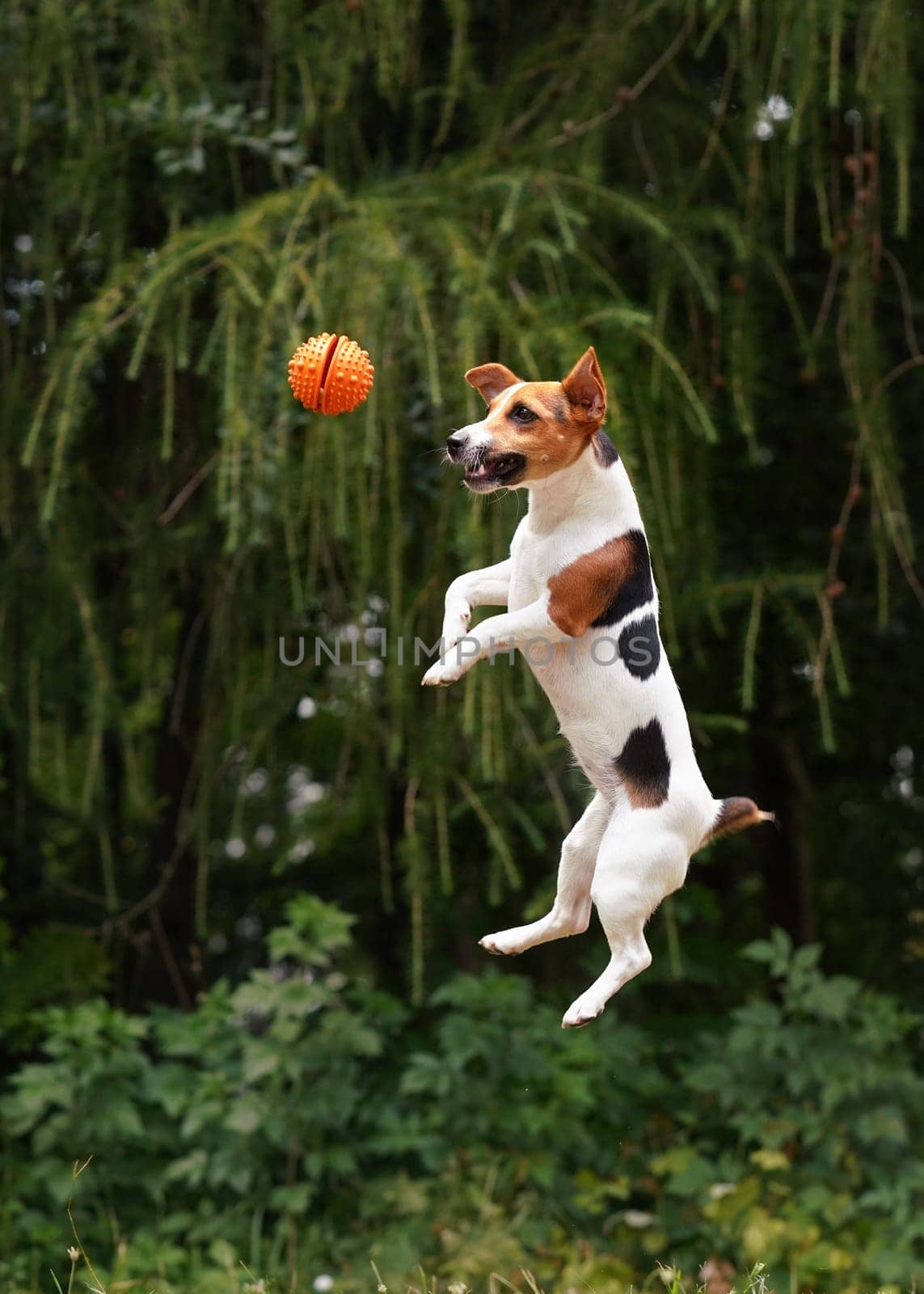 Jack Russell terrier jumping high in the air after orange playing ball, blurred trees background by Ivanko