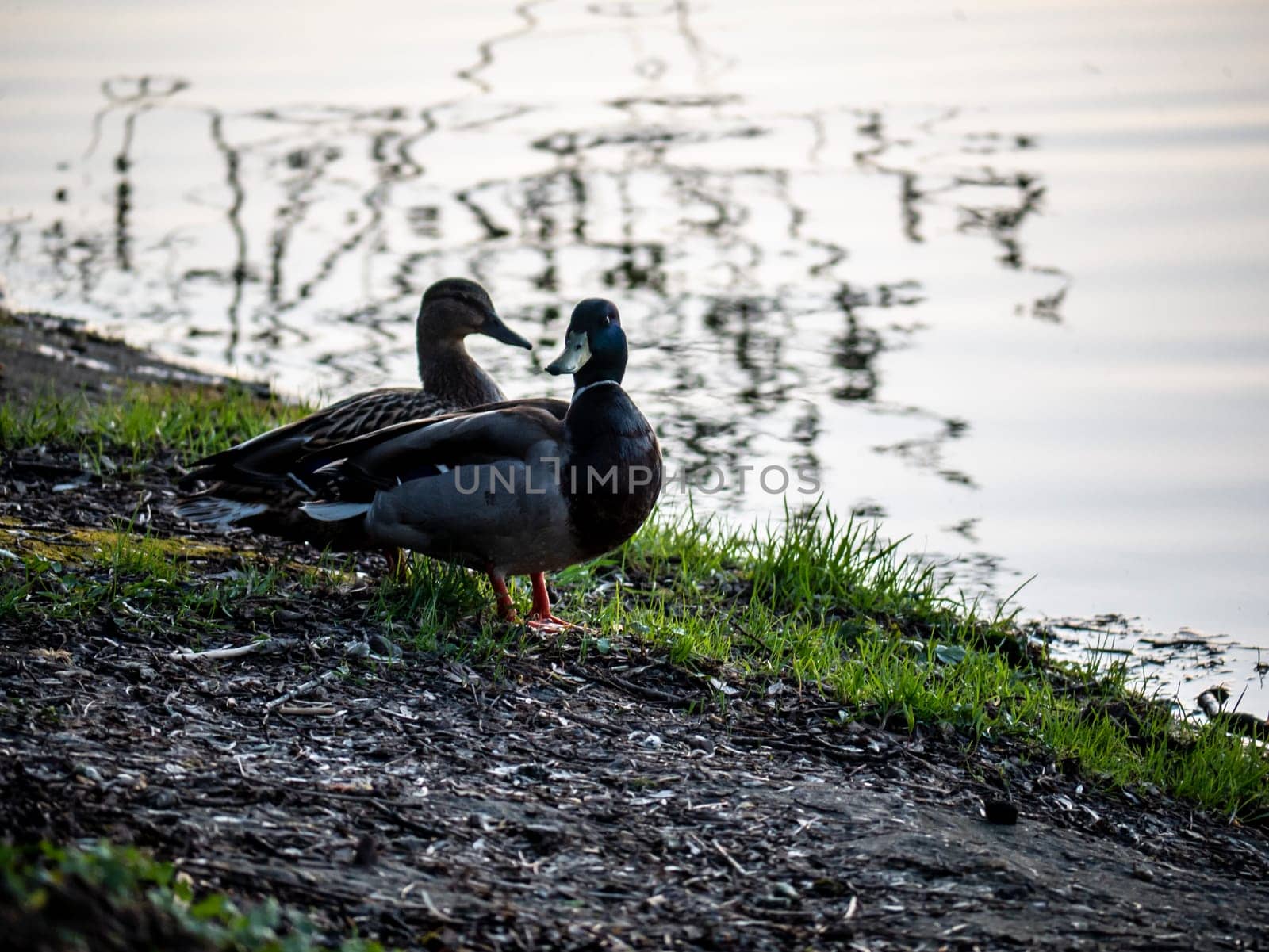 wild ducks on the banks of the river by lempro