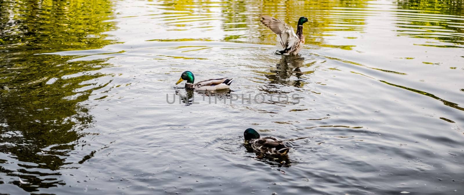 wild ducks in the city pond