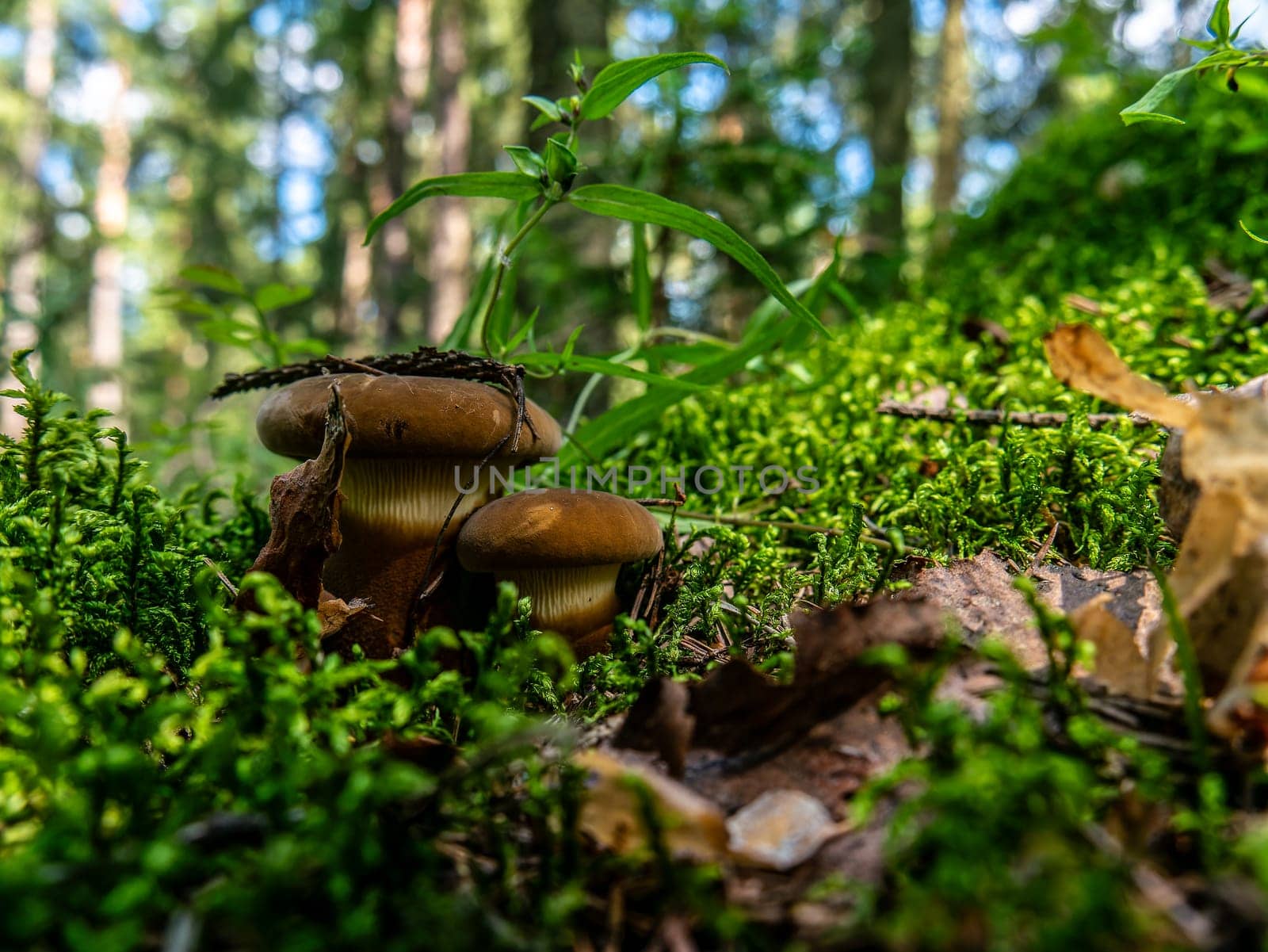 Beautiful mushroom growing in the grass