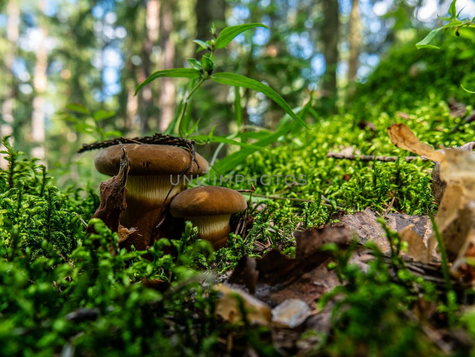 Beautiful mushroom growing in the grass color by lempro