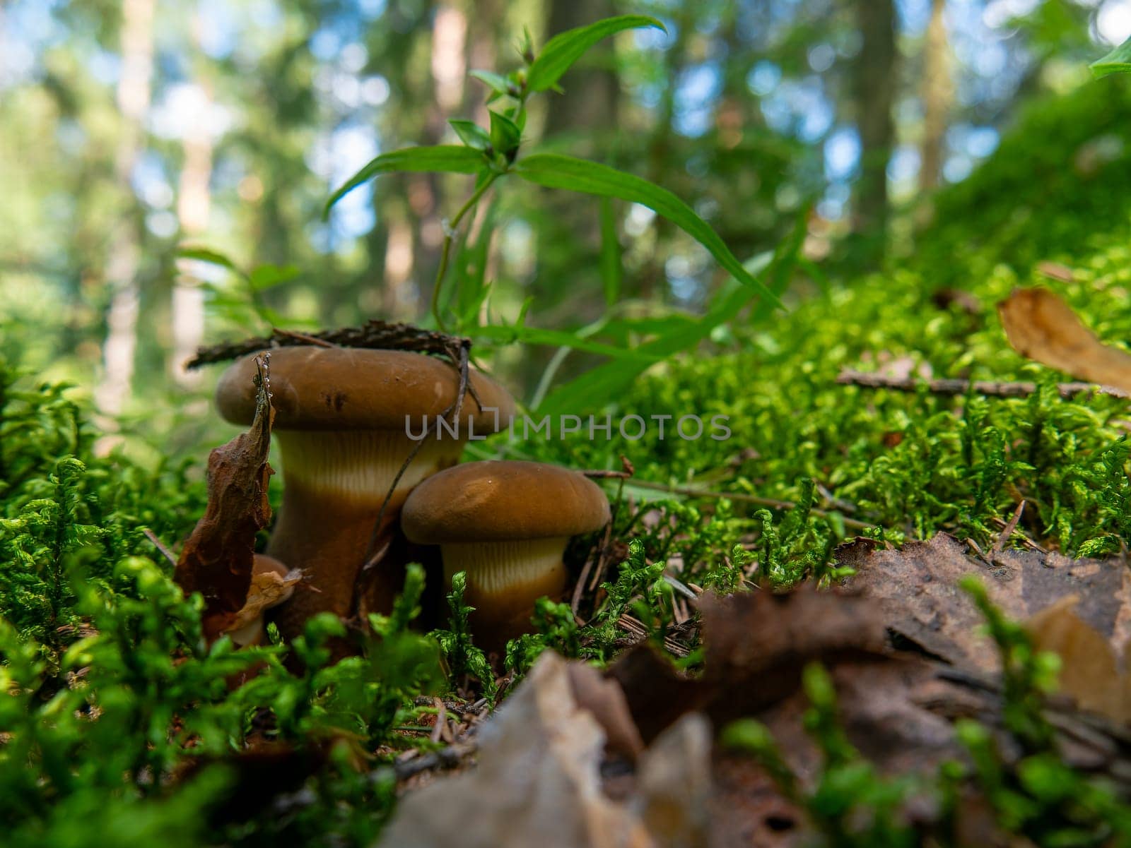 Beautiful mushroom growing in the grass color by lempro