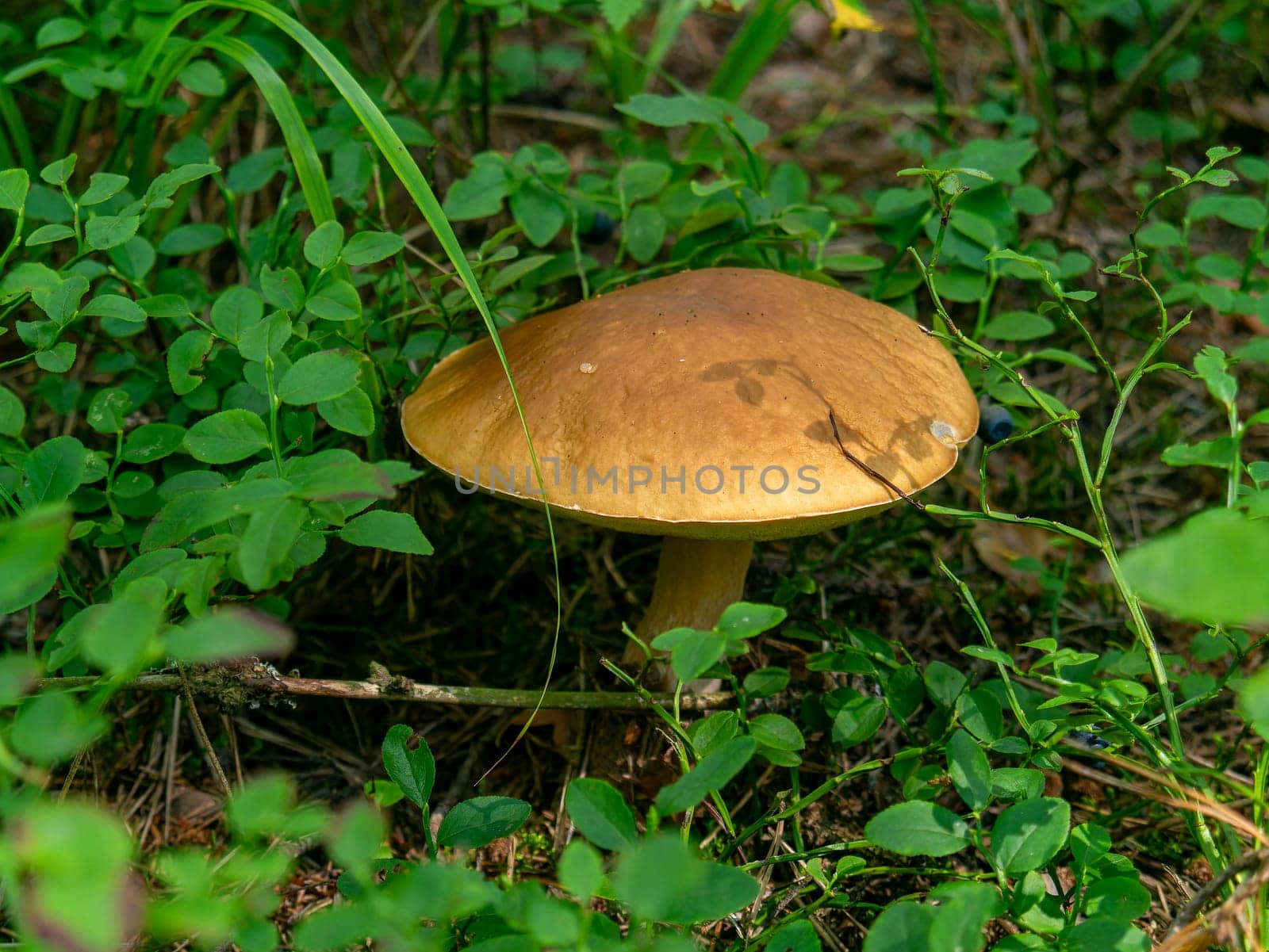 Beautiful mushroom growing in the grass