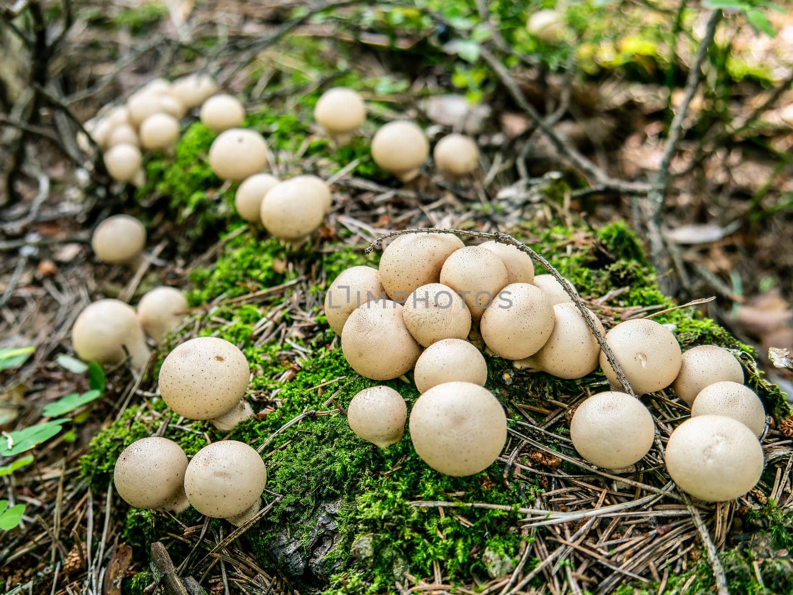 Beautiful mushroom growing in the grass color by lempro