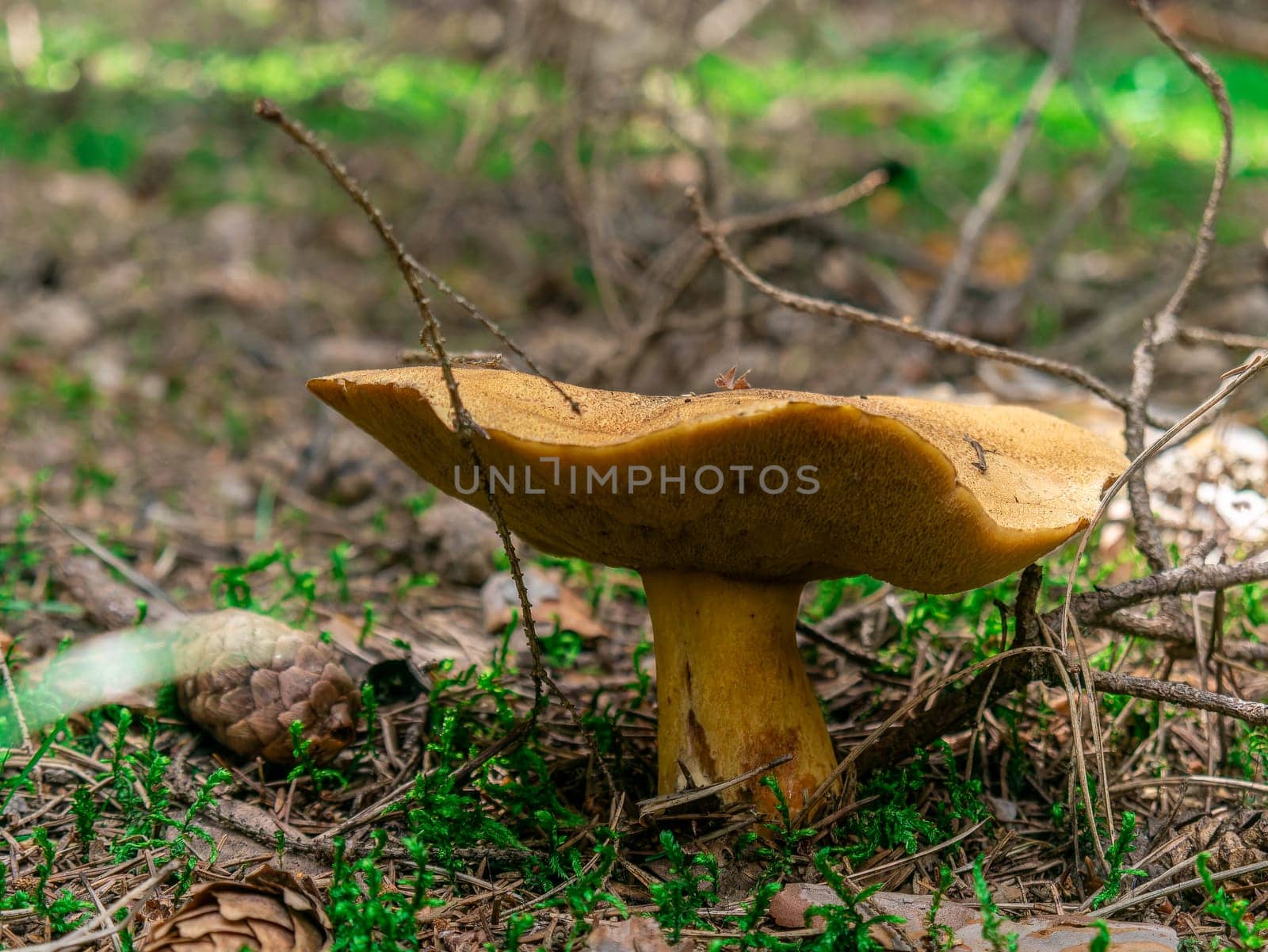 Beautiful mushroom growing in the grass color by lempro