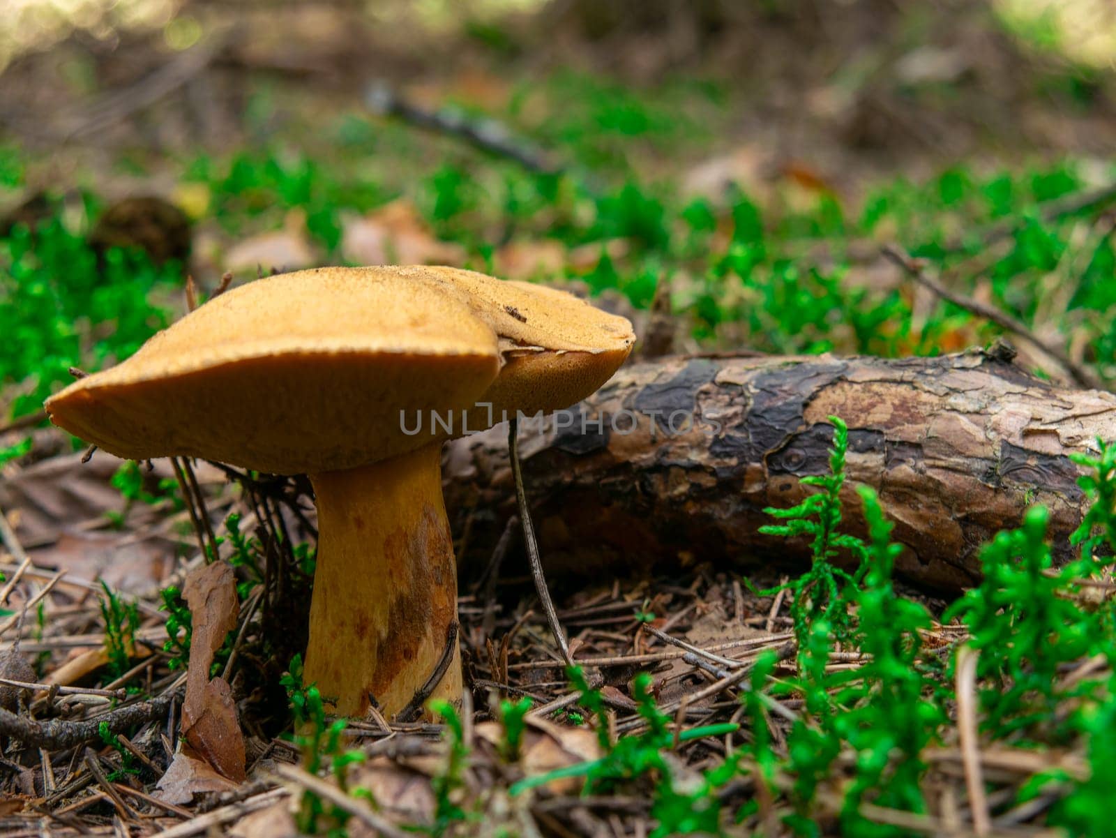 Beautiful mushroom growing in the grass color by lempro