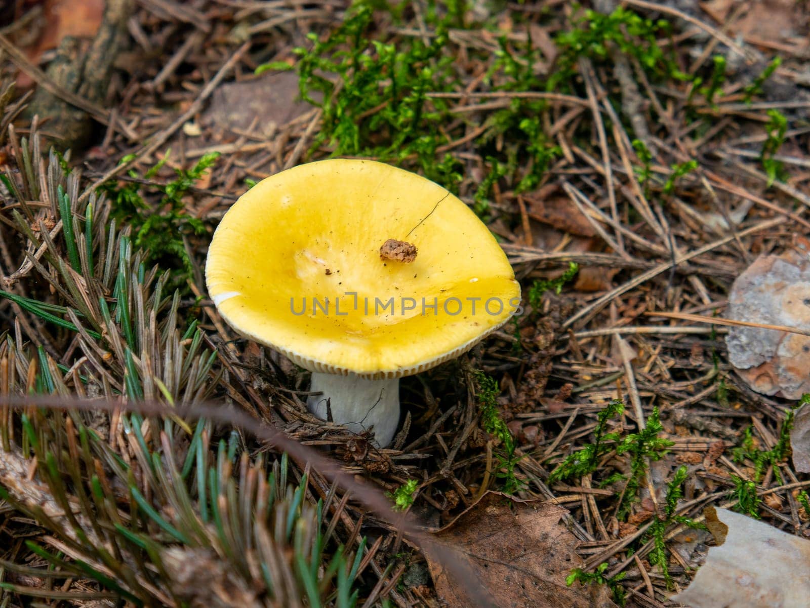 Beautiful mushroom growing in the grass color by lempro