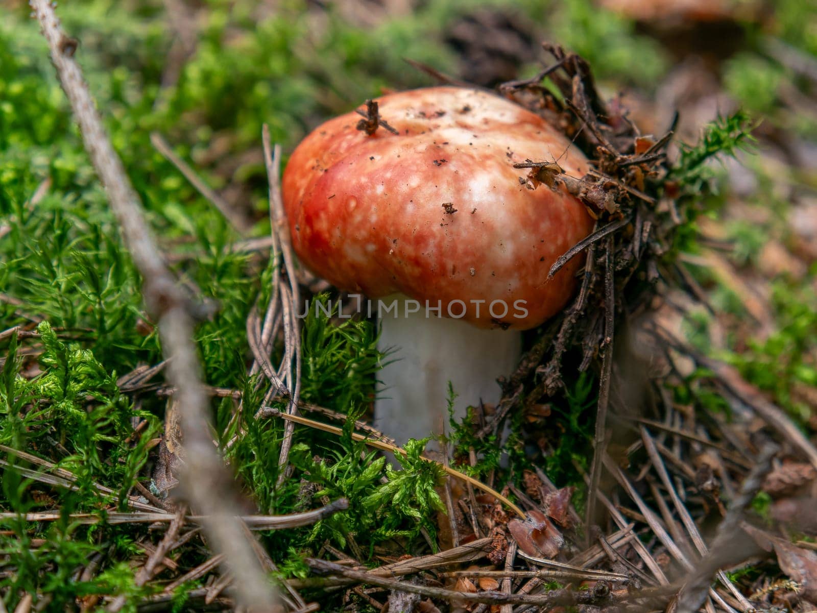 Beautiful mushroom growing in the grass