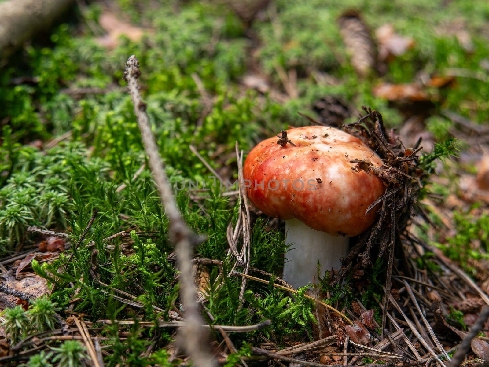 Beautiful mushroom growing in the grass