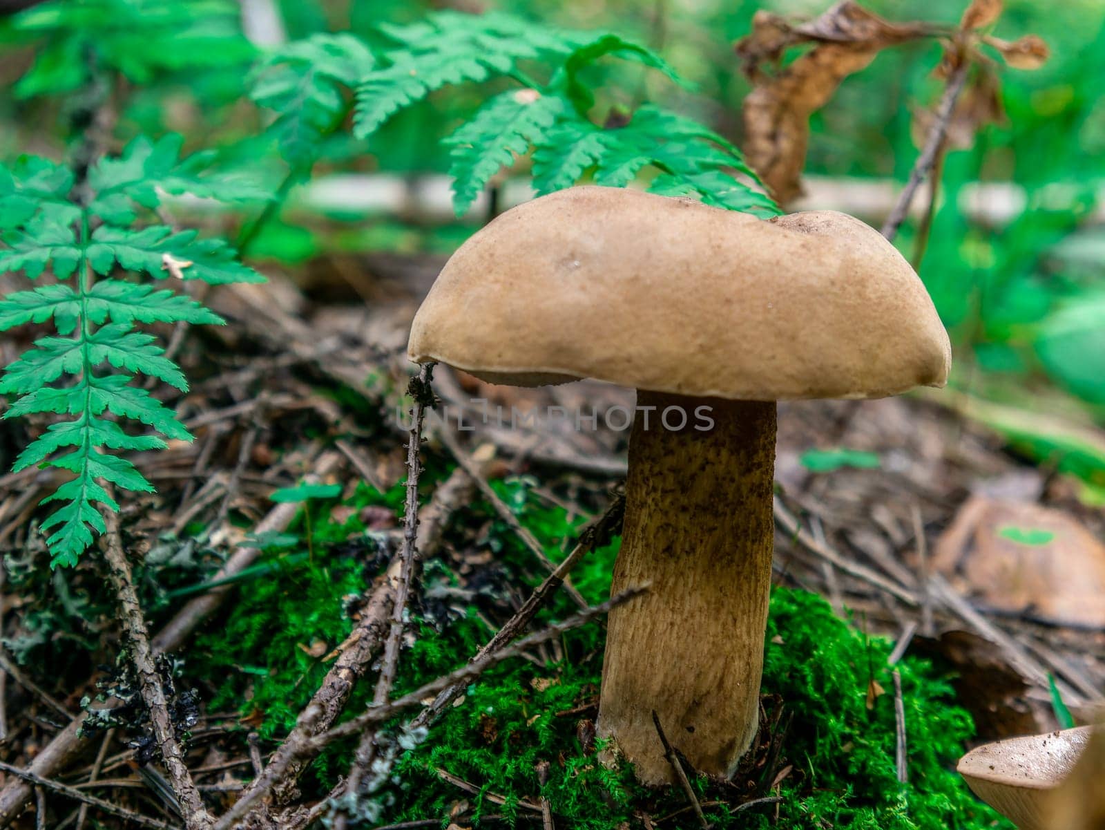 Beautiful mushroom growing in the grass color by lempro