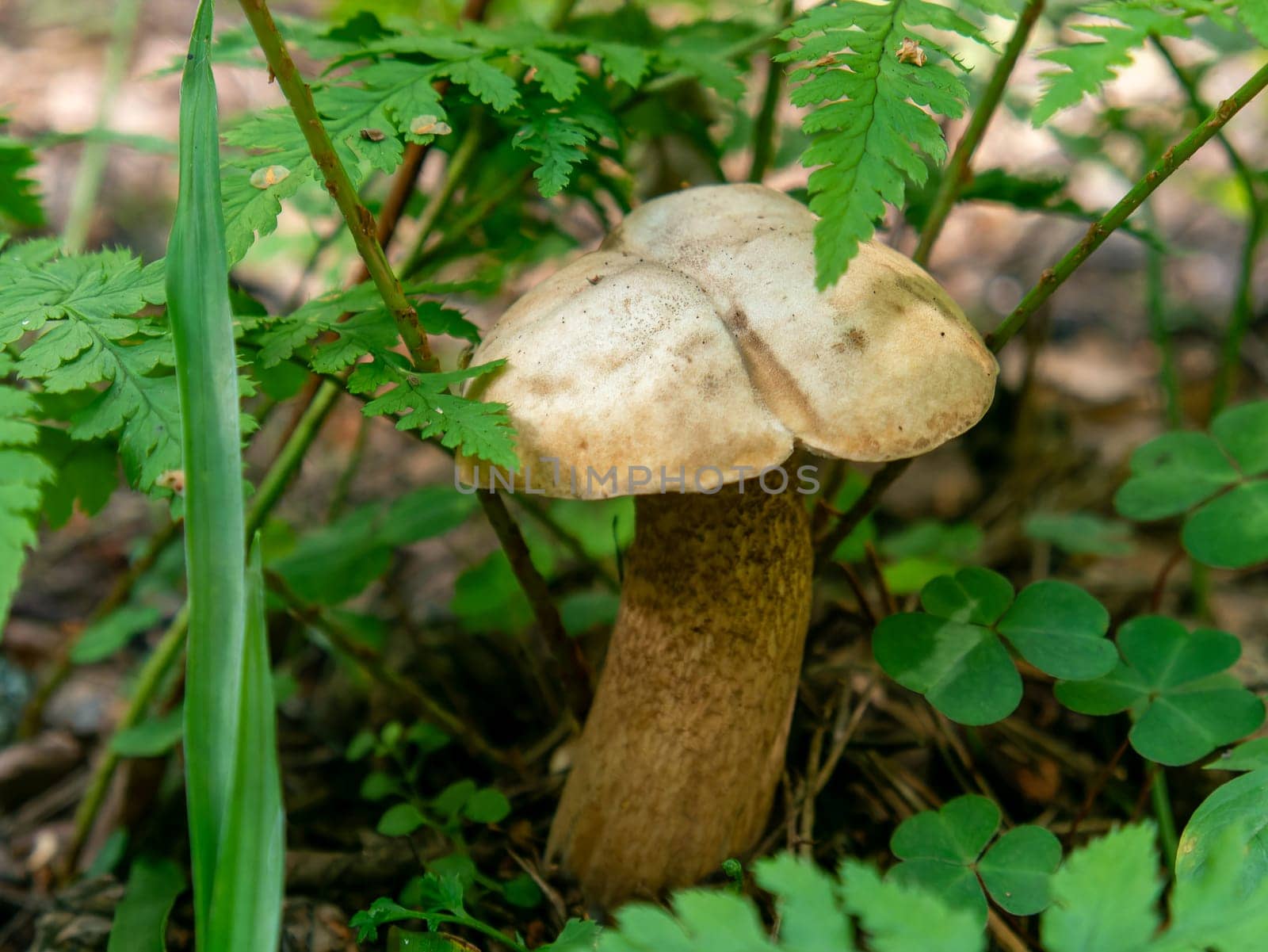 Beautiful mushroom growing in the grass color by lempro