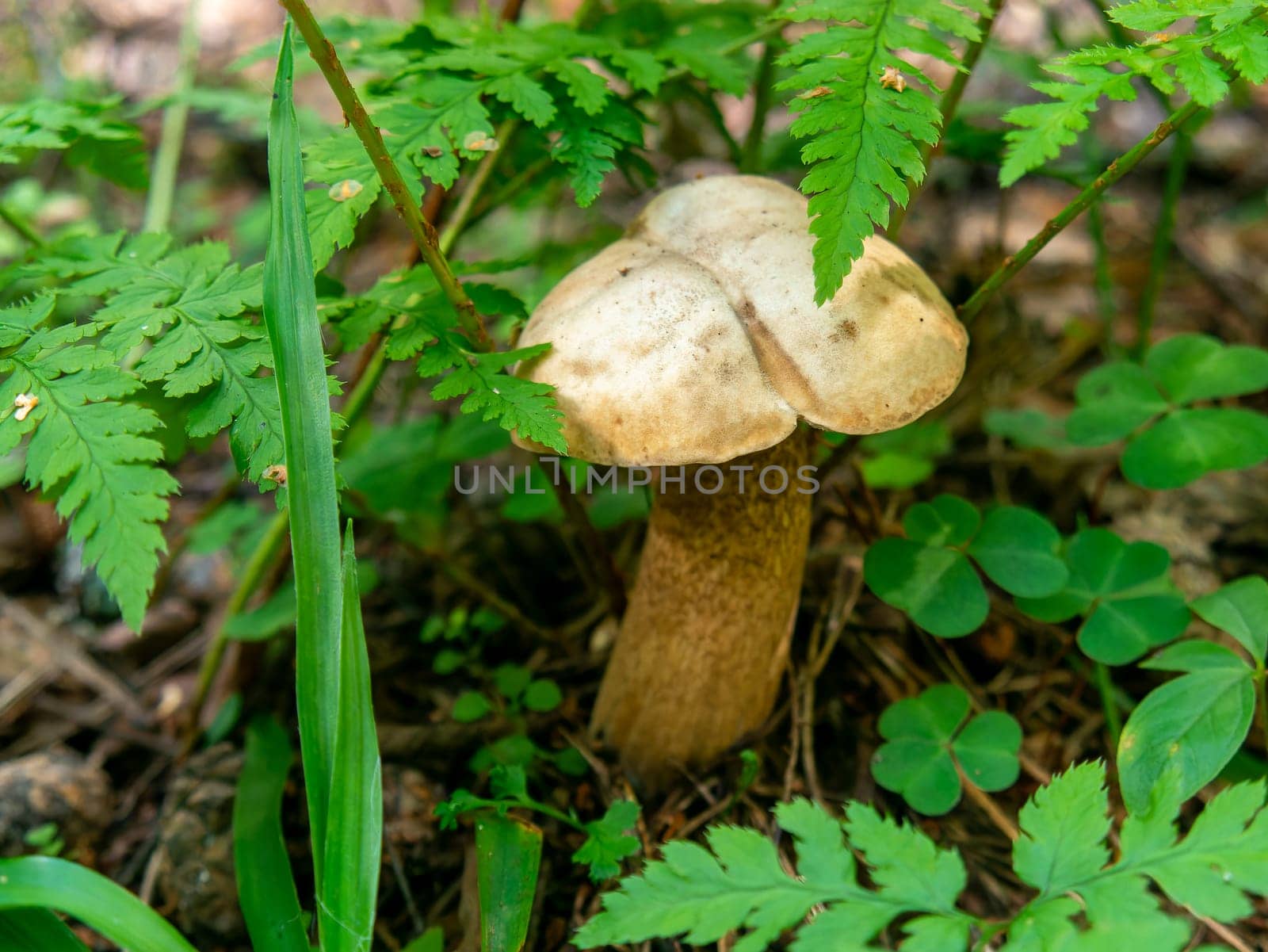 Beautiful mushroom growing in the grass