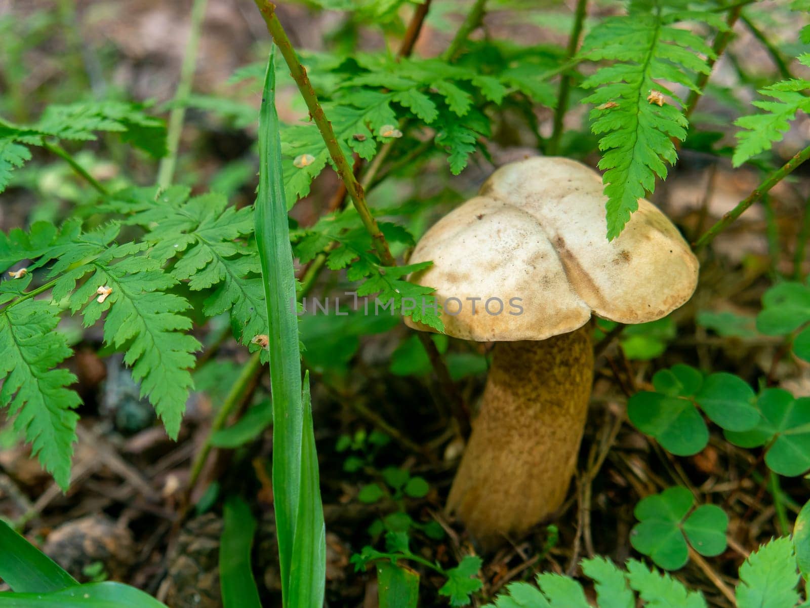 Beautiful mushroom growing in the grass color by lempro