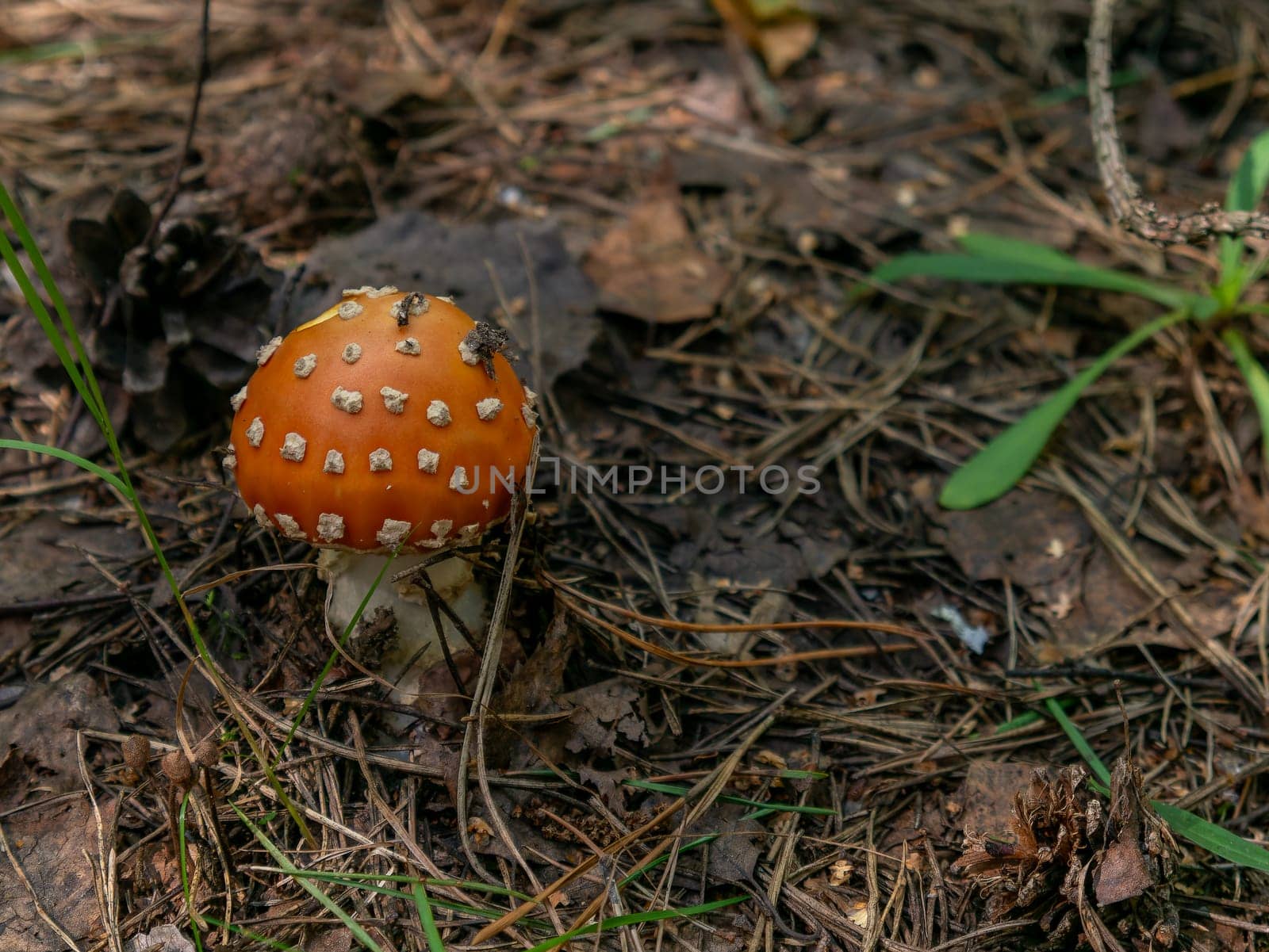 Beautiful mushroom growing in the grass