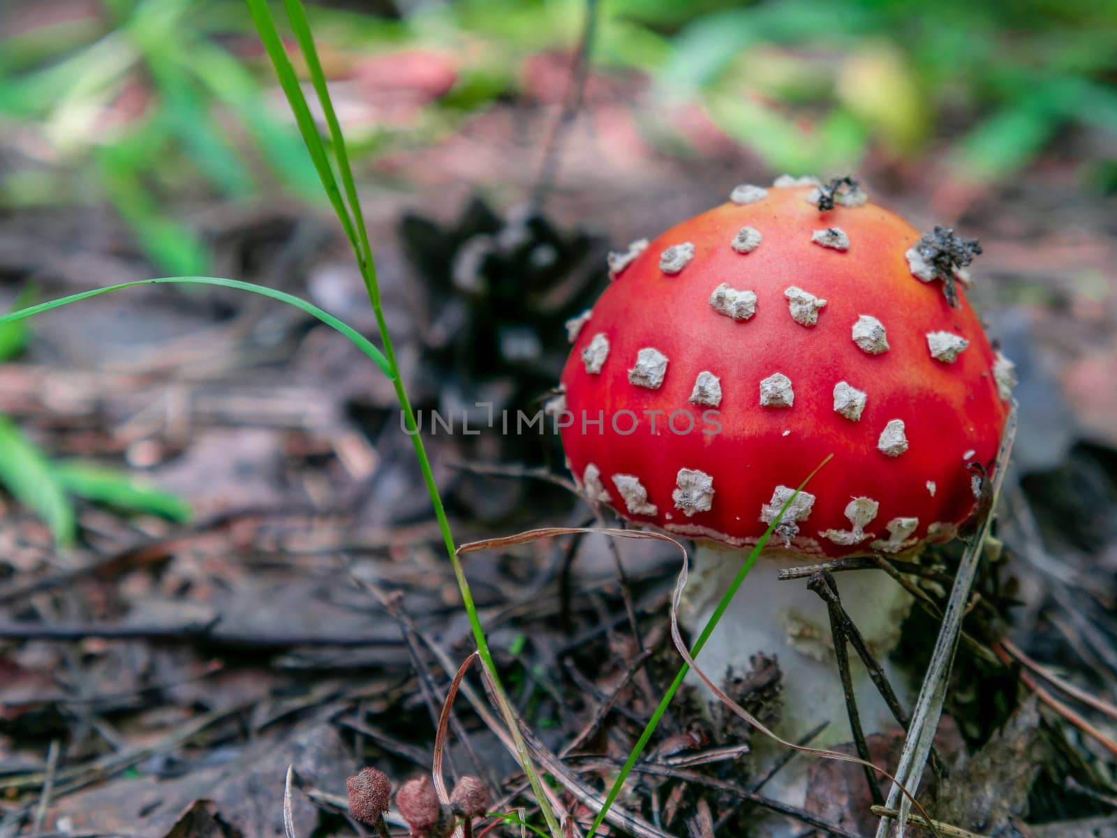 Beautiful red mushroom growing in the grass color by lempro