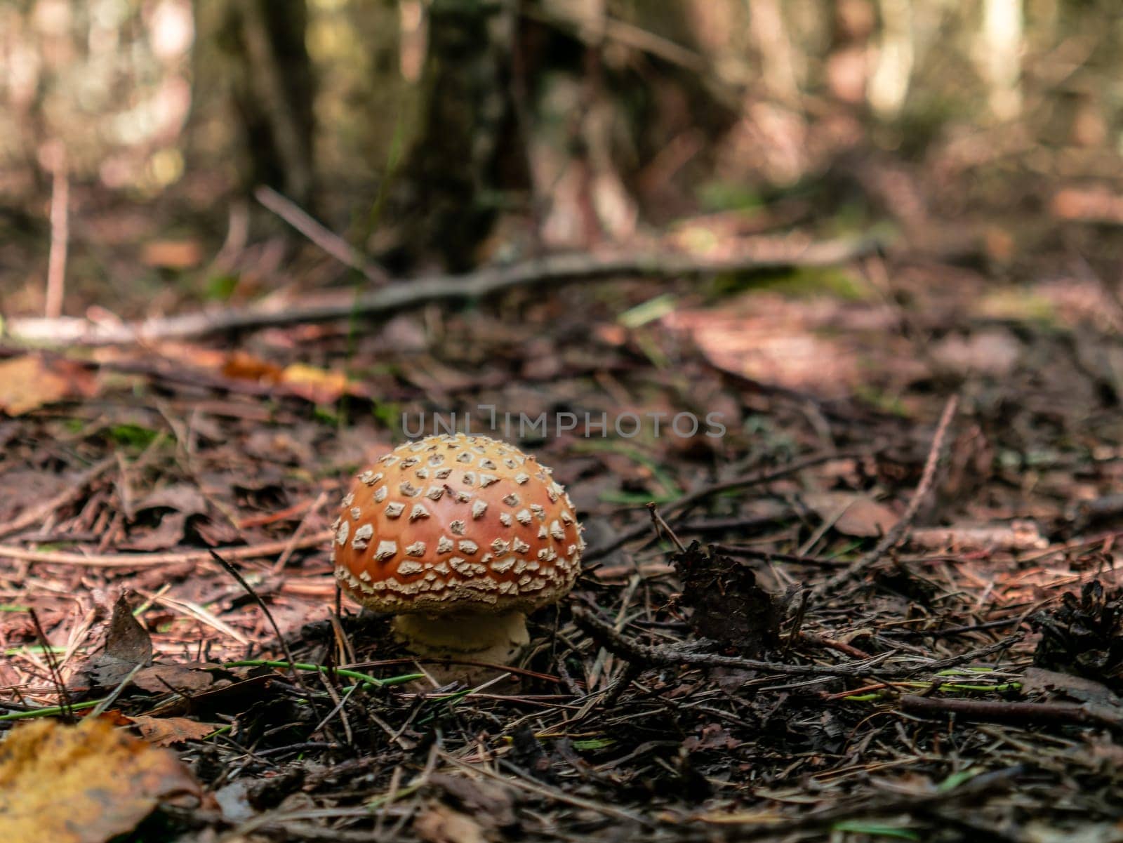 Beautiful red mushroom growing in the grass color by lempro